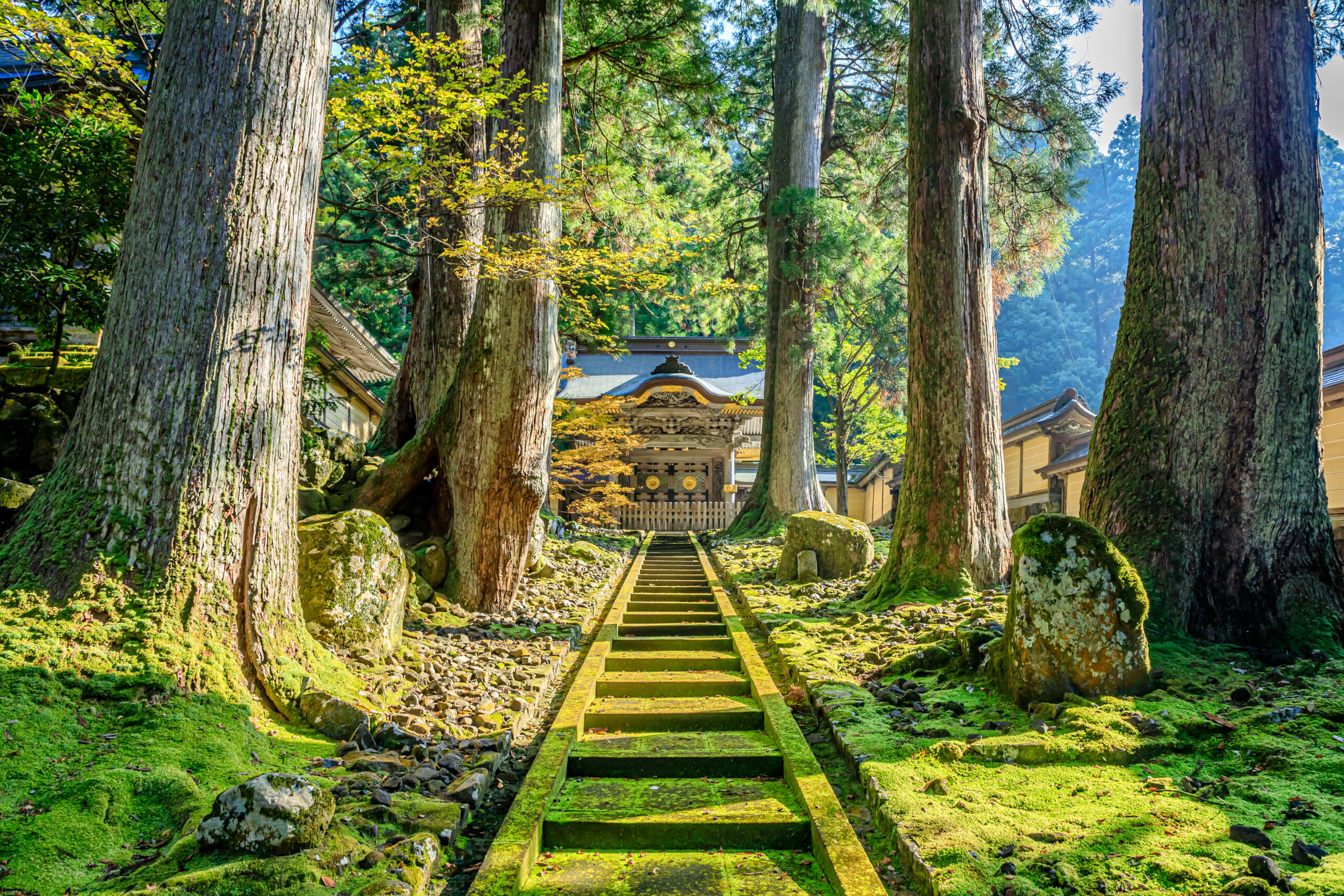 Stone steps bordered by moss wind through a forest of tall trees toward a traditional Japanese shrine.