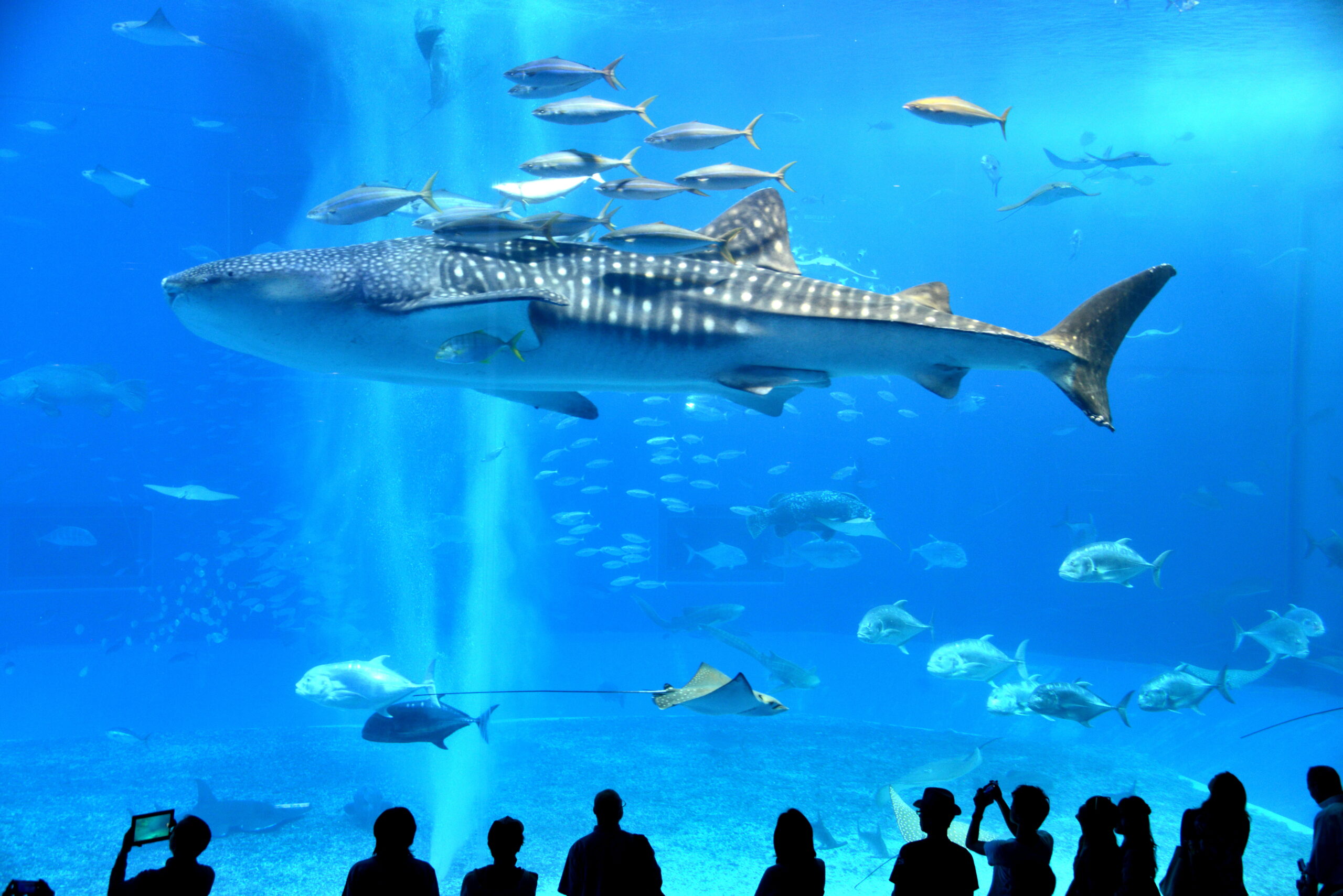 Silhouetted visitors watch a huge whale shark and schooling fish inside a bright blue aquarium tank.