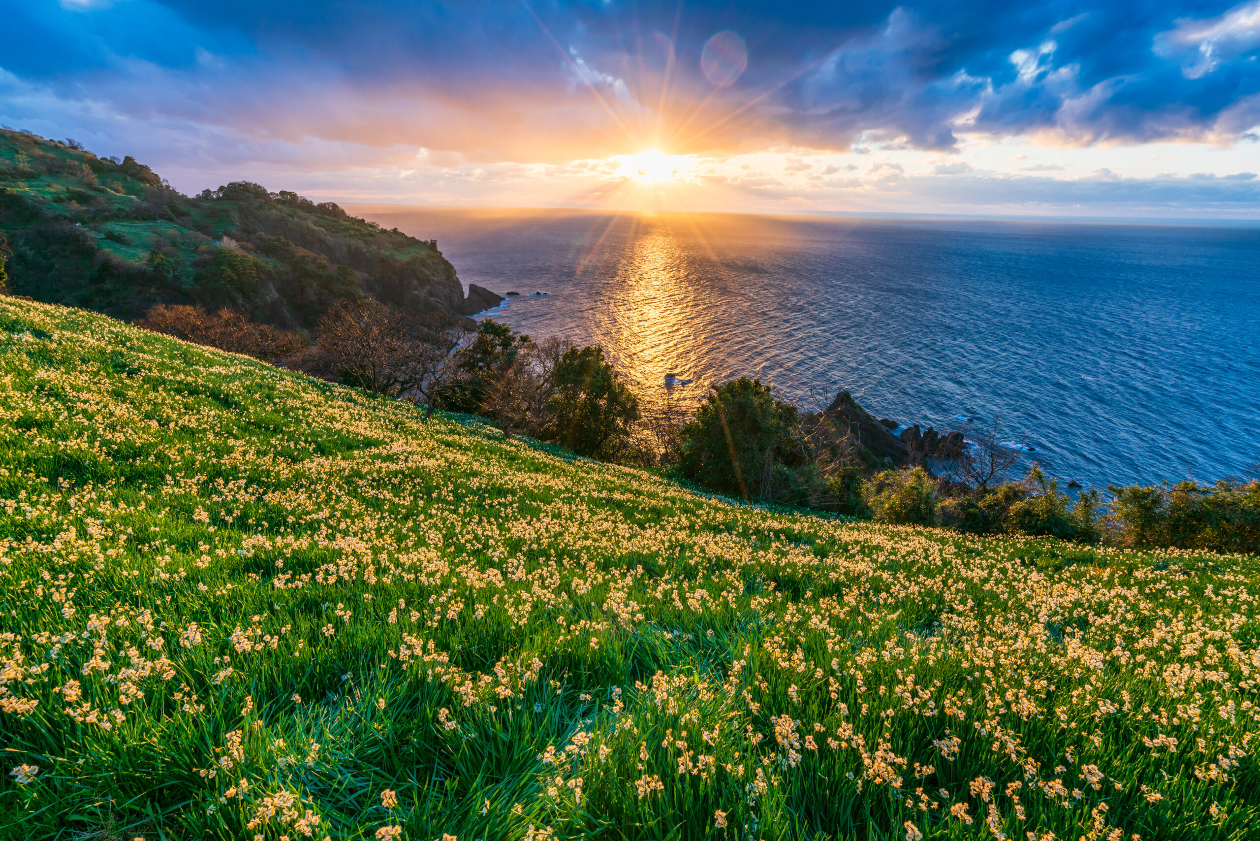 Sunset over the ocean from a grassy cliff, with a field of small yellow flowers in the foreground.