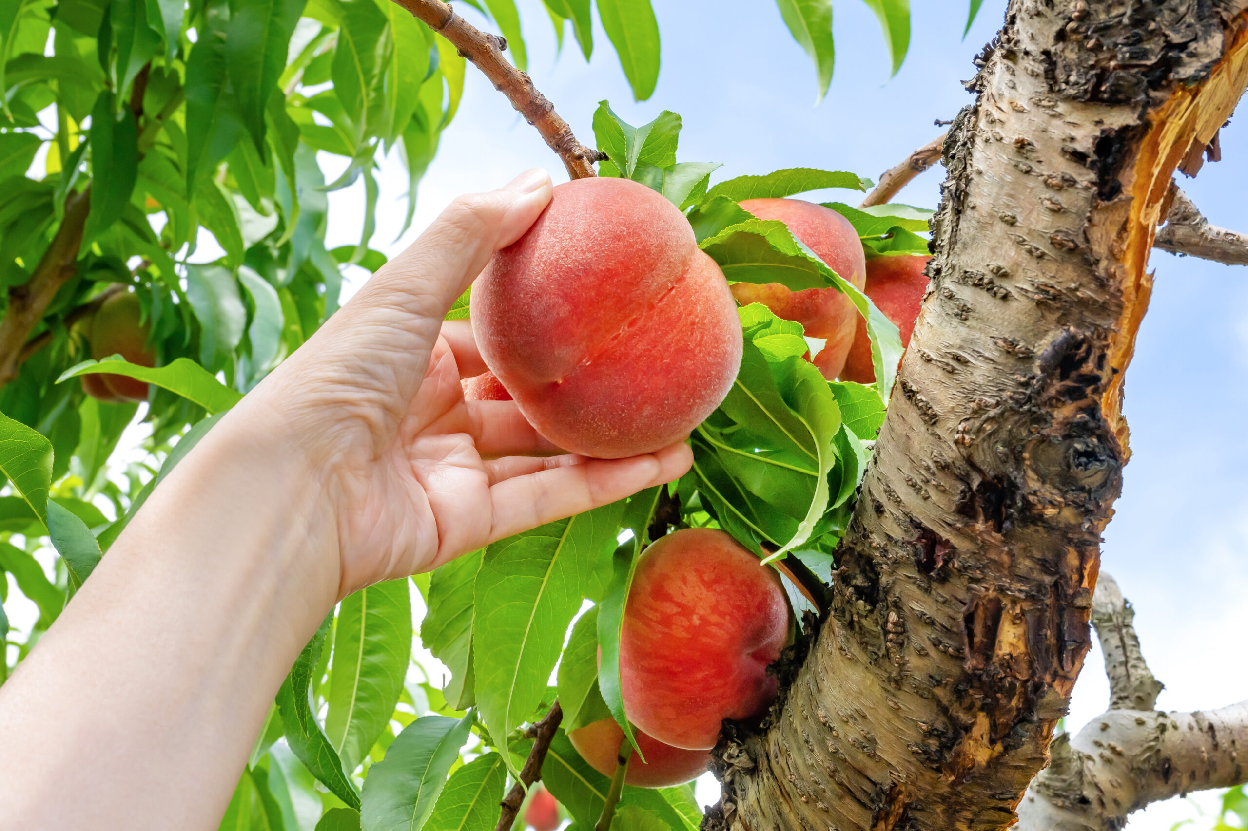 Person’s hand reaching to pick a ripe peach from a peach tree on a sunny day.