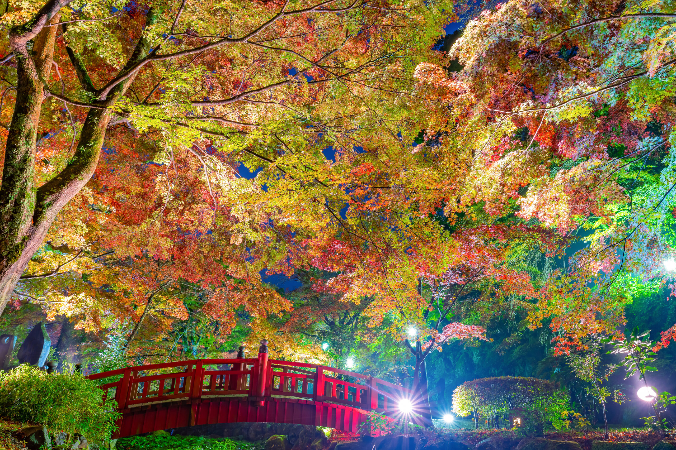 Nighttime scene of a red arched bridge beneath colorful autumn leaves in a lit Japanese garden.