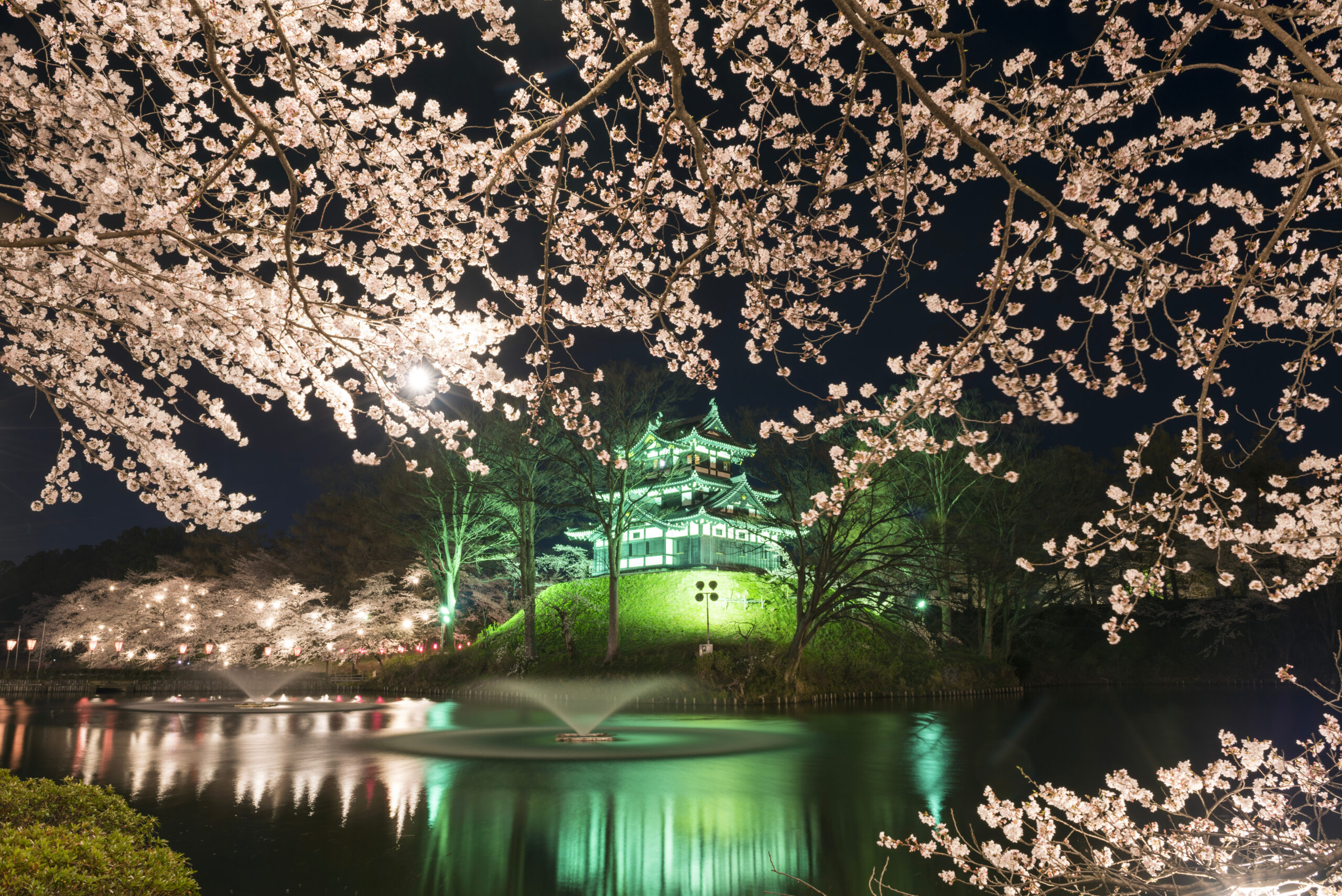 Night scene of cherry blossoms in bloom around a lit pond with a traditional pagoda in the distance, reflecting in the water
