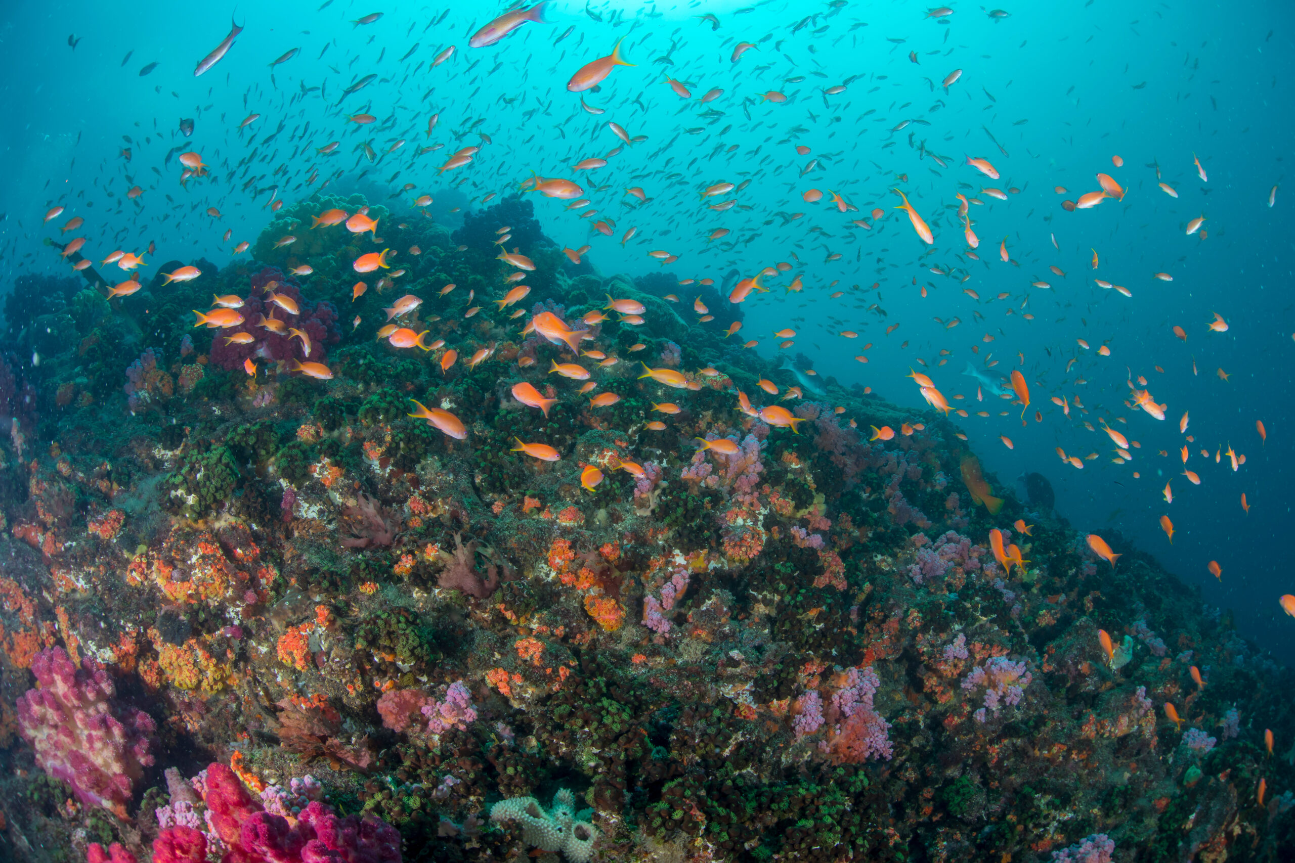 Dense school of small orange reef fish over a colorful coral reef underwater, turquoise water in the background.