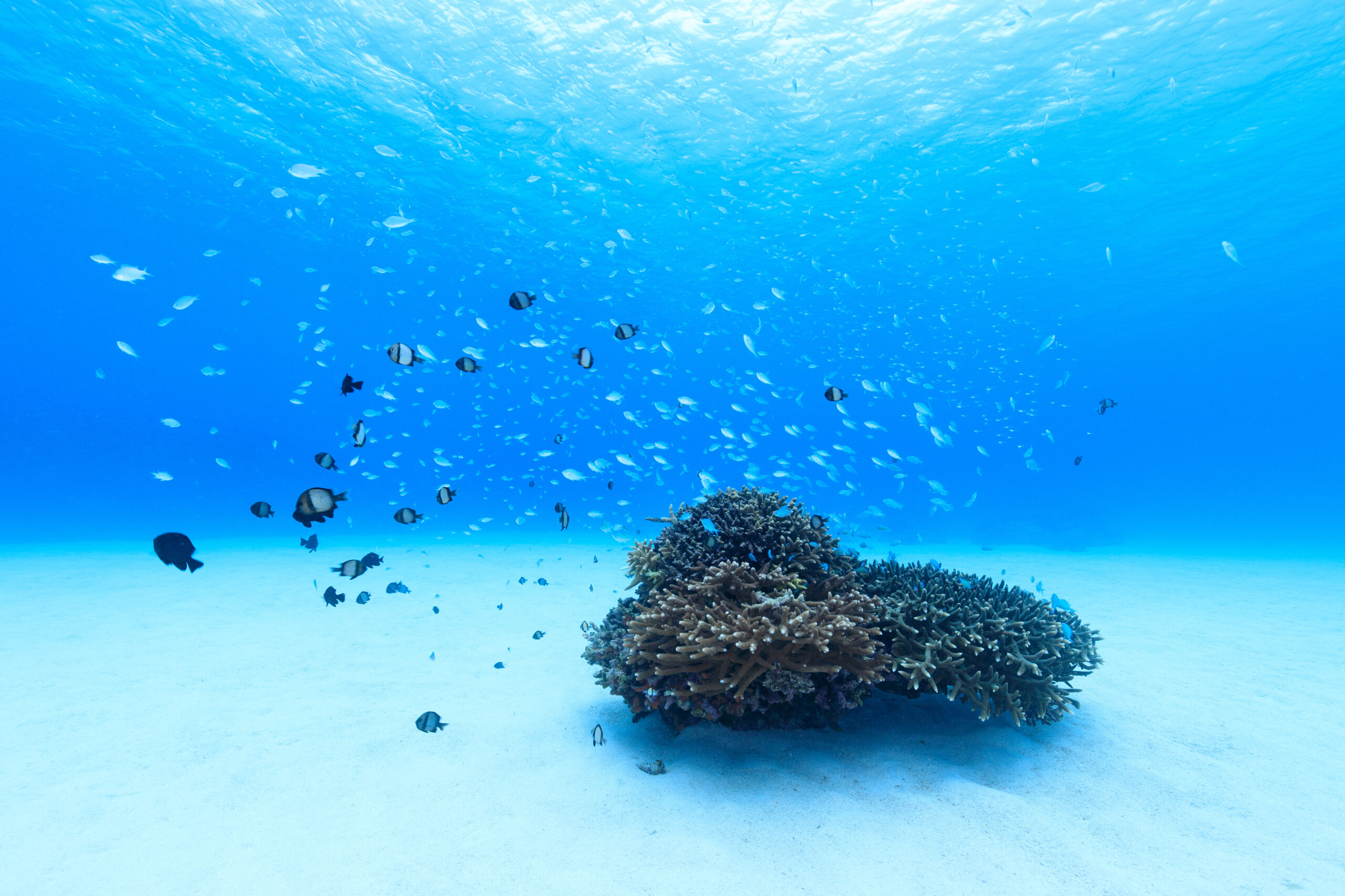 Underwater scene with a large coral formation on a sandy seabed and a school of small fish swimming nearby in clear blue water