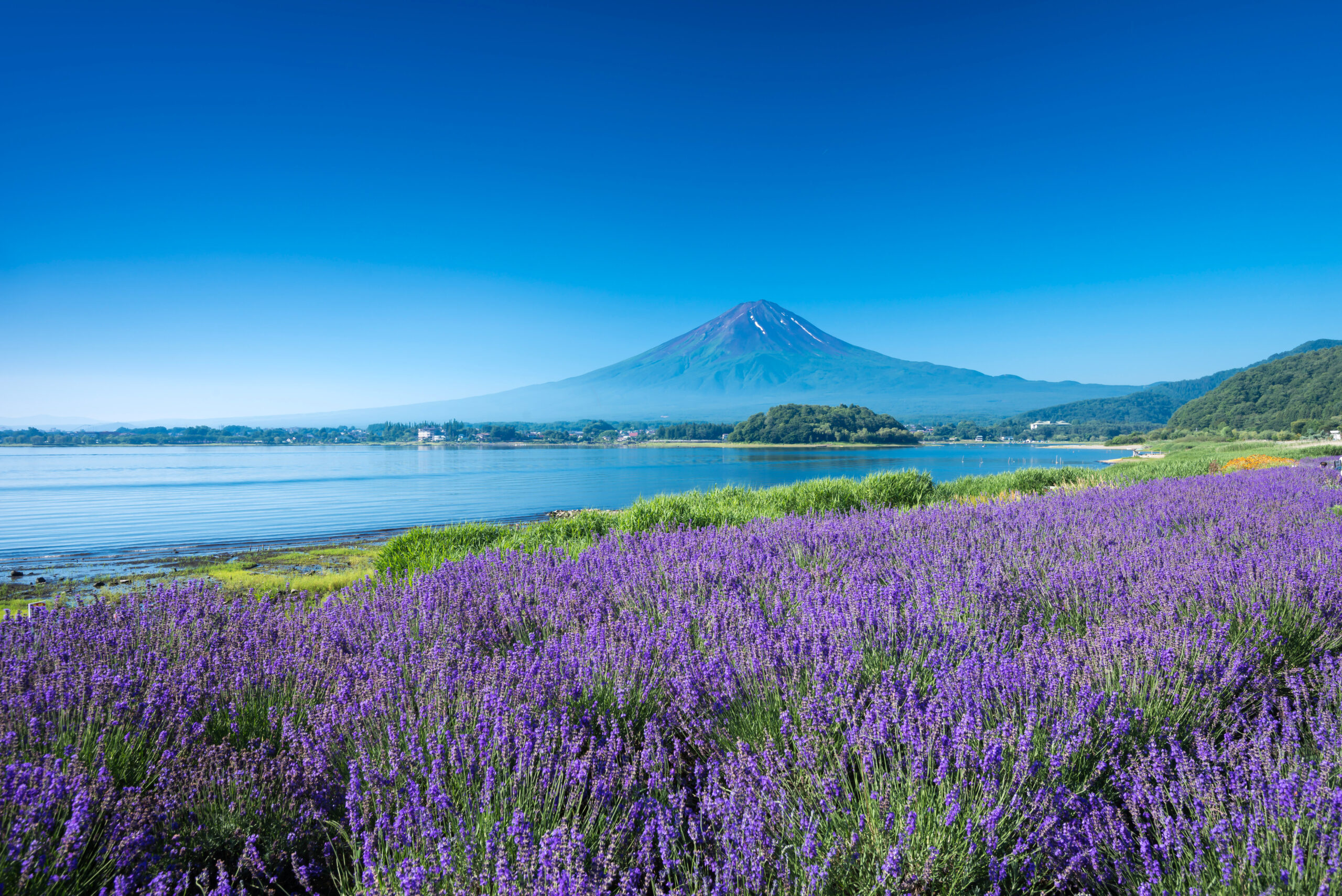 Lavender field by a calm lake with a cone-shaped mountain in the distance under a clear blue sky.