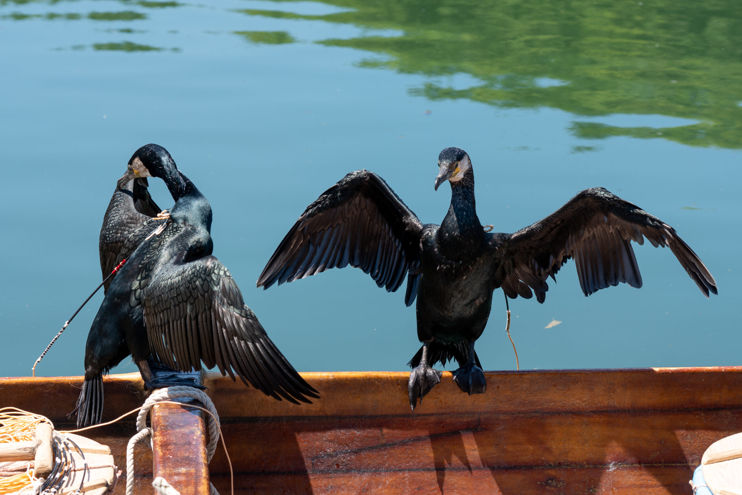 Three cormorants perched on a wooden boat railing with wings spread, over a blue-green lake.
