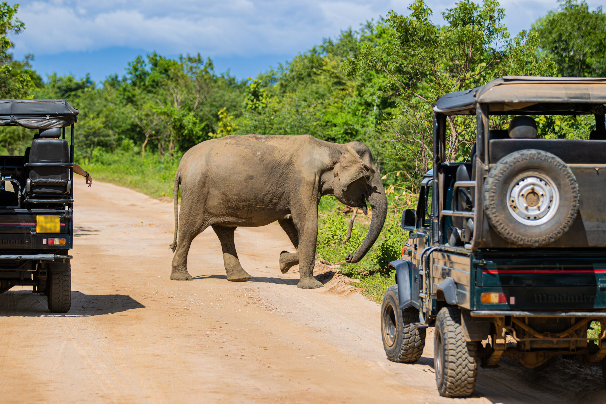 Adult elephant stands on a dusty road between two parked safari jeeps, blocking the path.