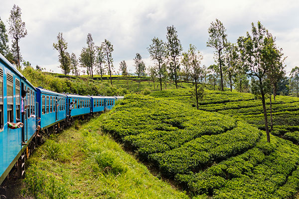 紅茶鉄道（イメージ）