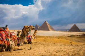 Camel caravans resting on a sandy foreground with colorful saddles, the Great Pyramids of Giza in the distance under a blue sky with clouds