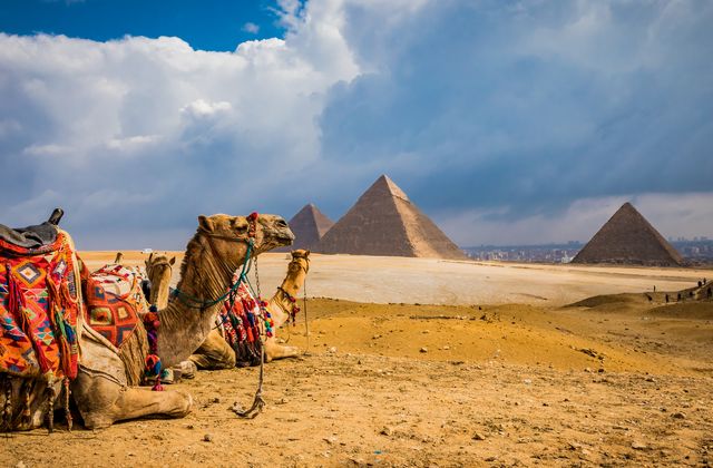 Camel caravans resting on a sandy foreground with colorful saddles, the Great Pyramids of Giza in the distance under a blue sky with clouds