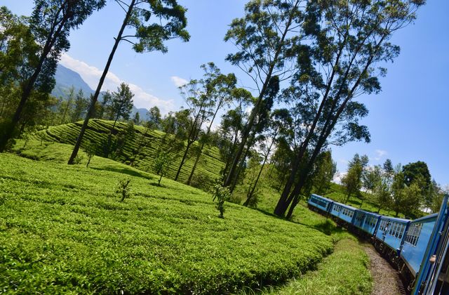 Blue train rides along a tea plantation on rolling green hills, tall trees framing the scene under a blue sky.