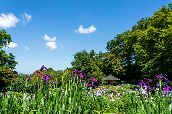 卯辰山公園 花菖蒲園（イメージ）