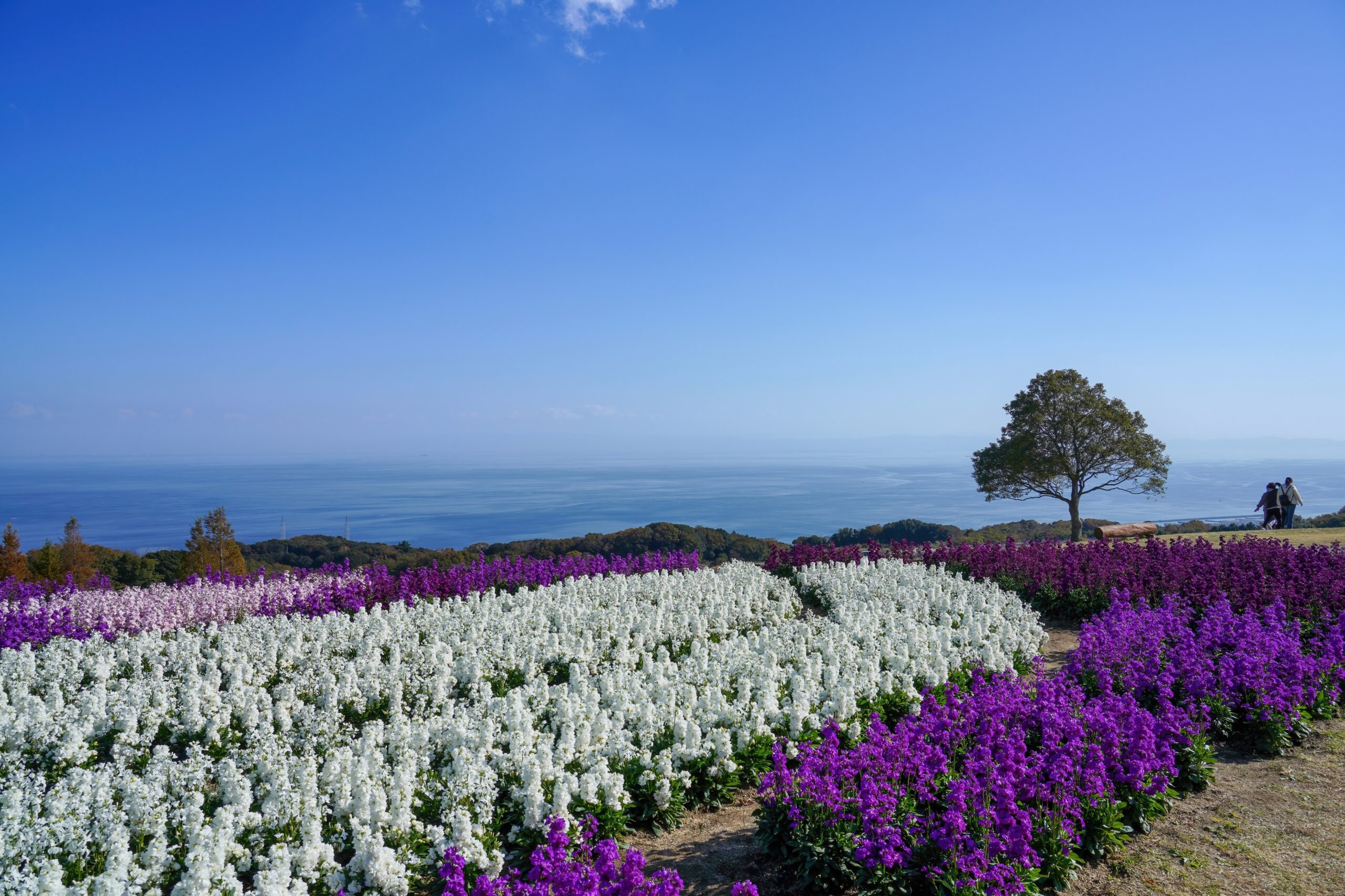 Field of white and purple flowers in the foreground with a lone tree on the right, overlooking the sea under a clear blue sky (coastal park).
