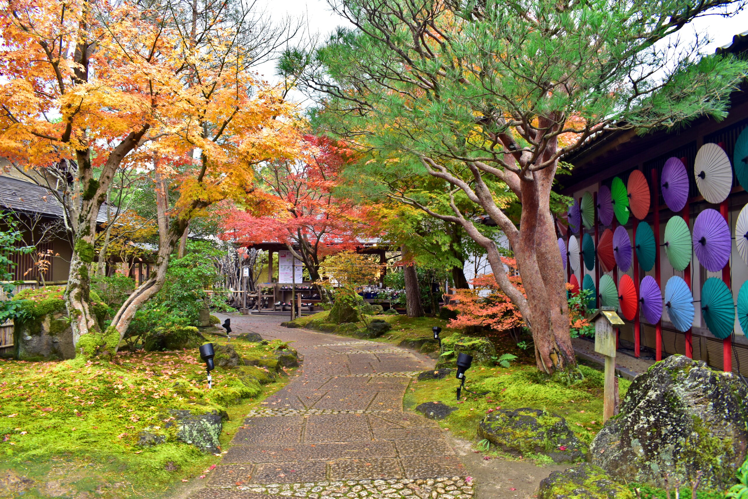 Path through a Japanese garden with autumn orange and red leaves, mossy rocks, and a wall lined with colorful parasols on the right.