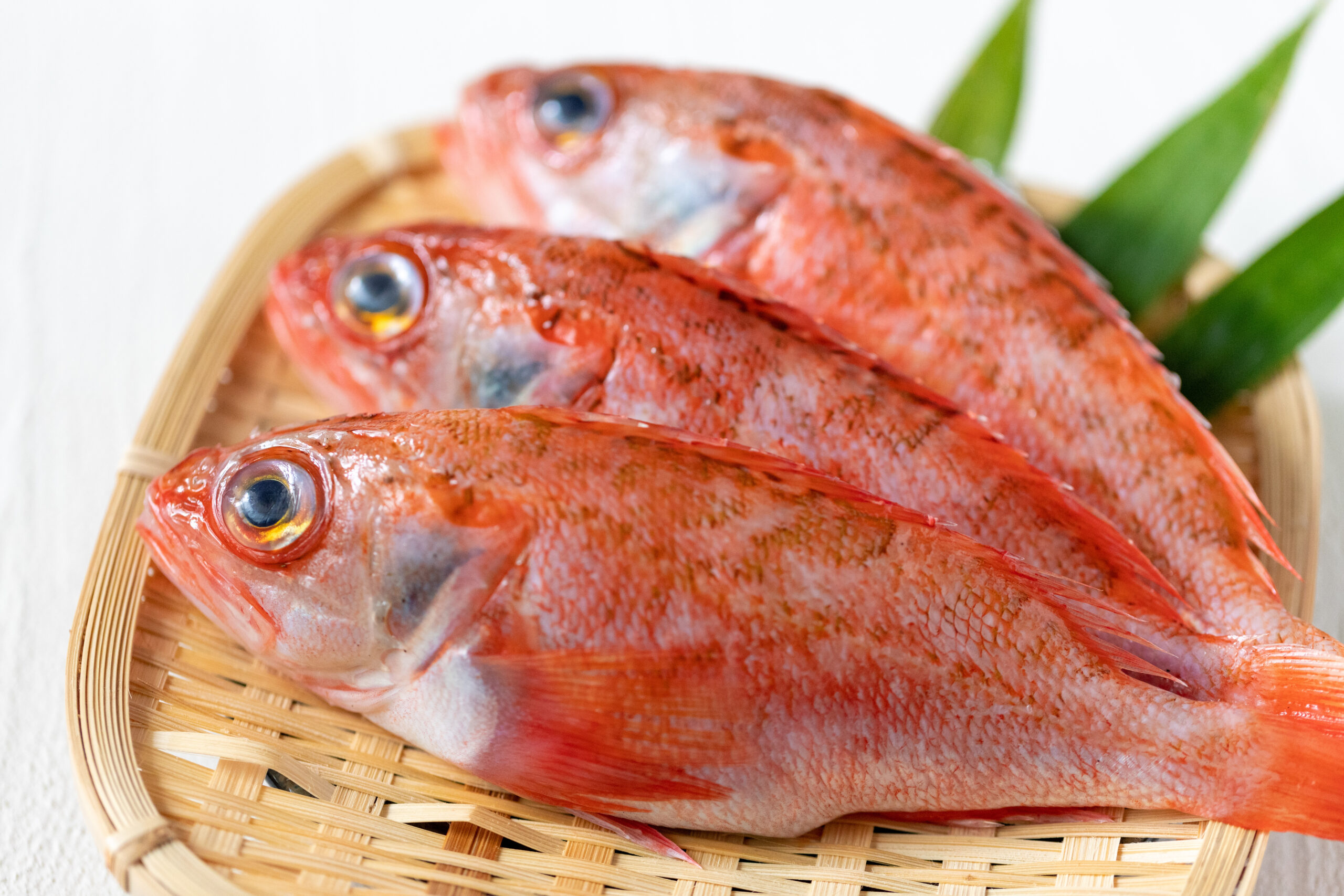 Two red fish with wide eyes resting in a wooden basket, ready for market.