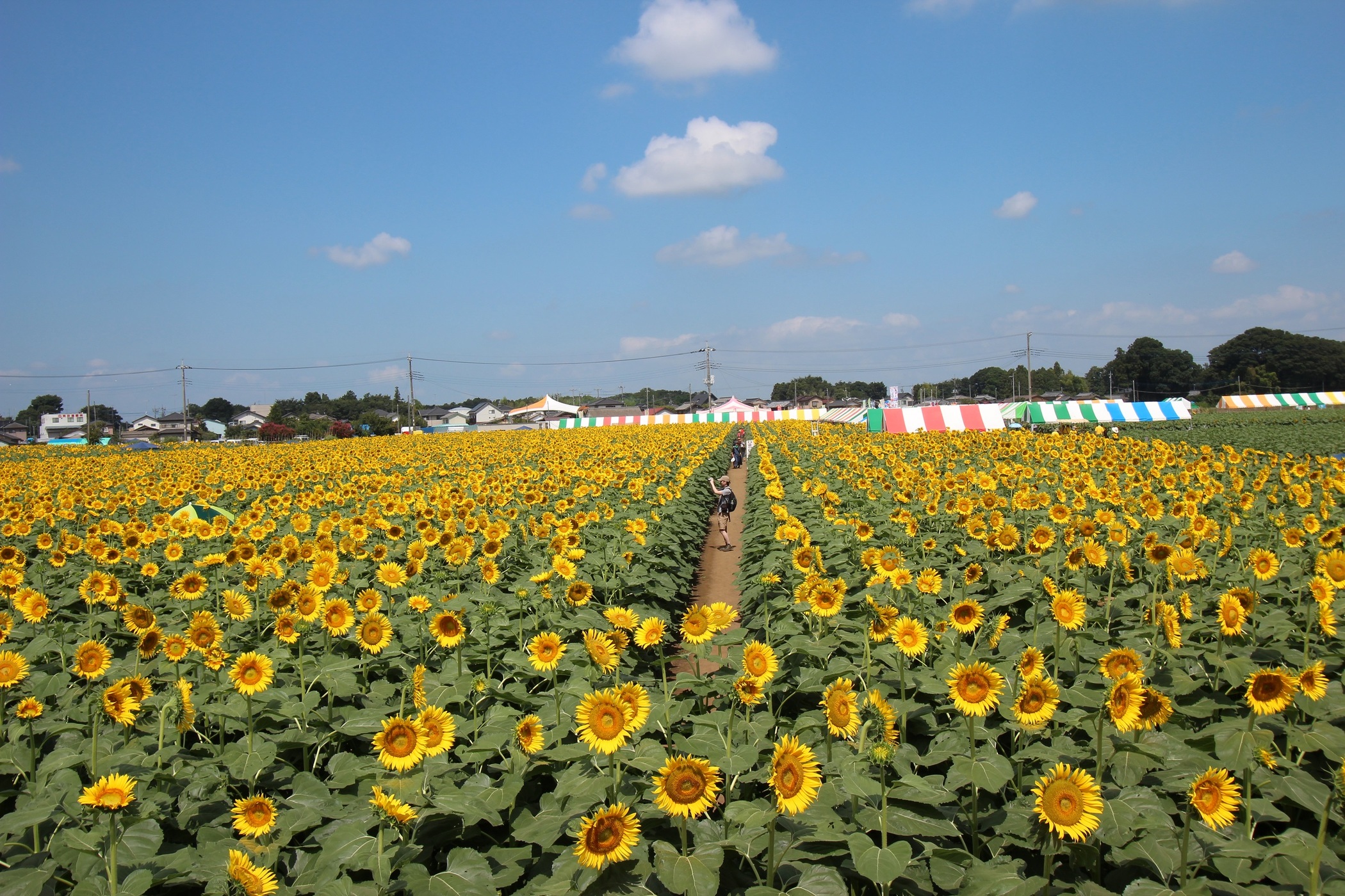 Field of blooming sunflowers under a bright blue sky, with a dirt path and colorful tents in the distance.