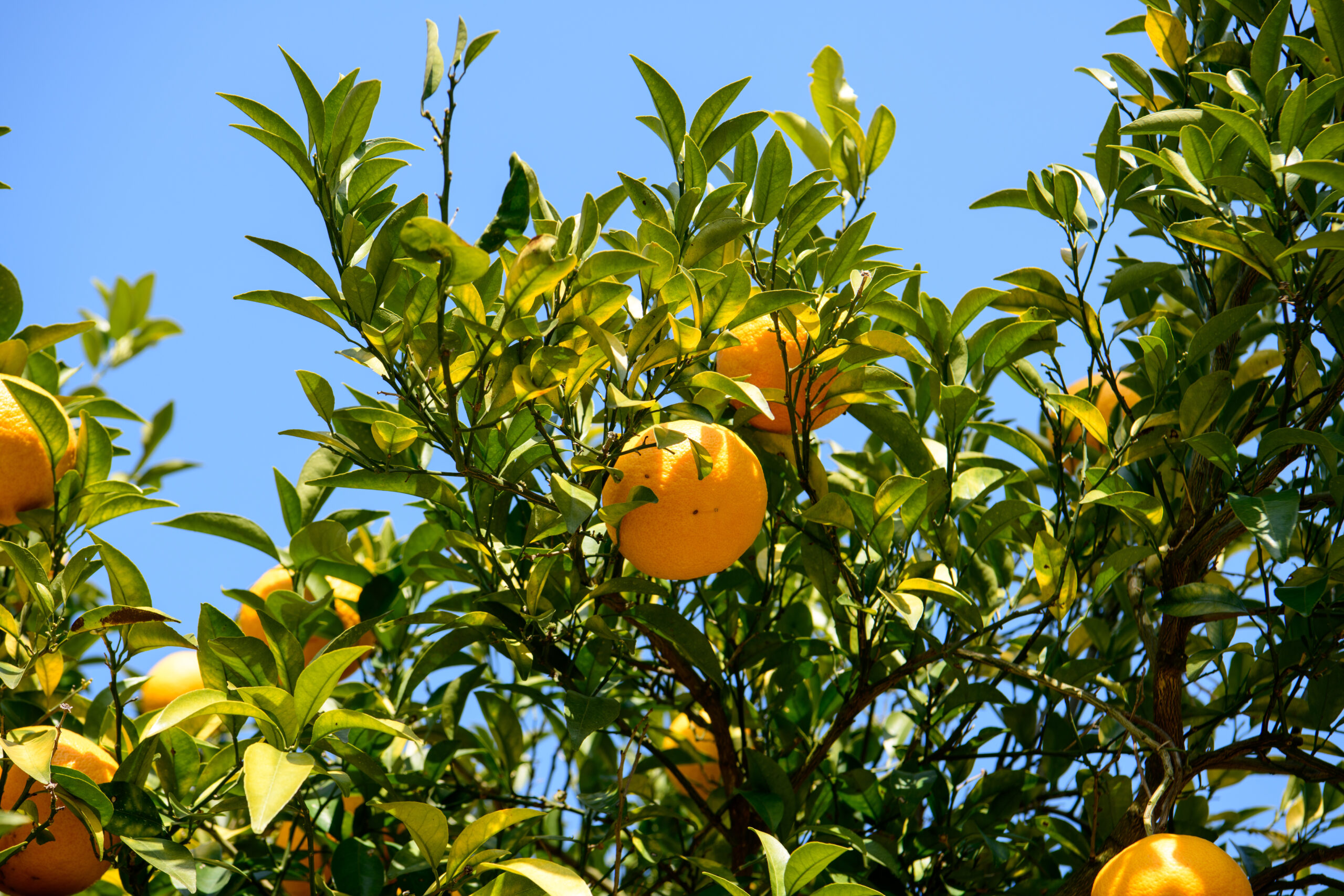 Orange tree with ripe oranges and lush green leaves against a clear blue sky.