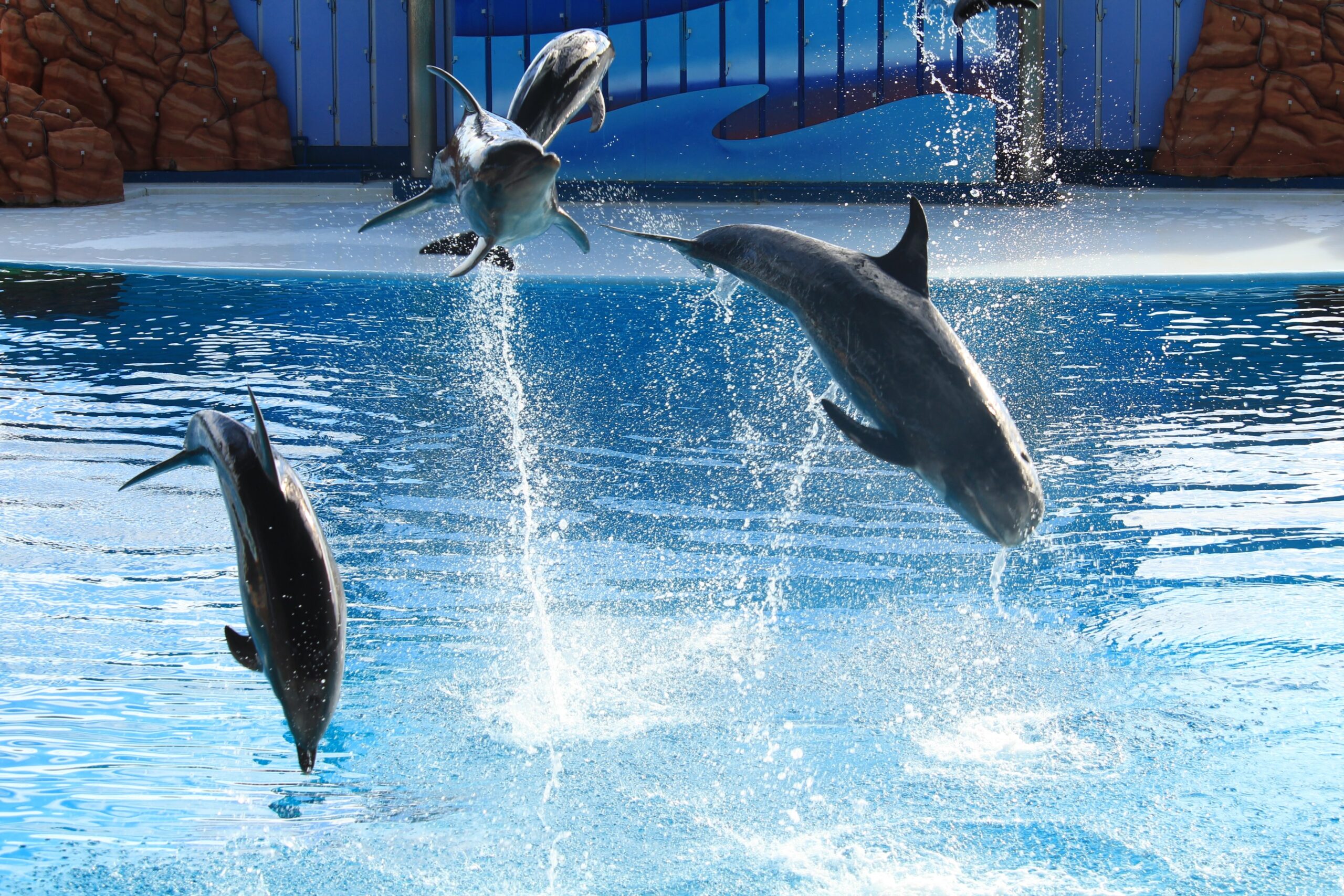 Dolphins leaping out of a blue pool during an aquarium show, with water spray and a rocky backdrop behind them