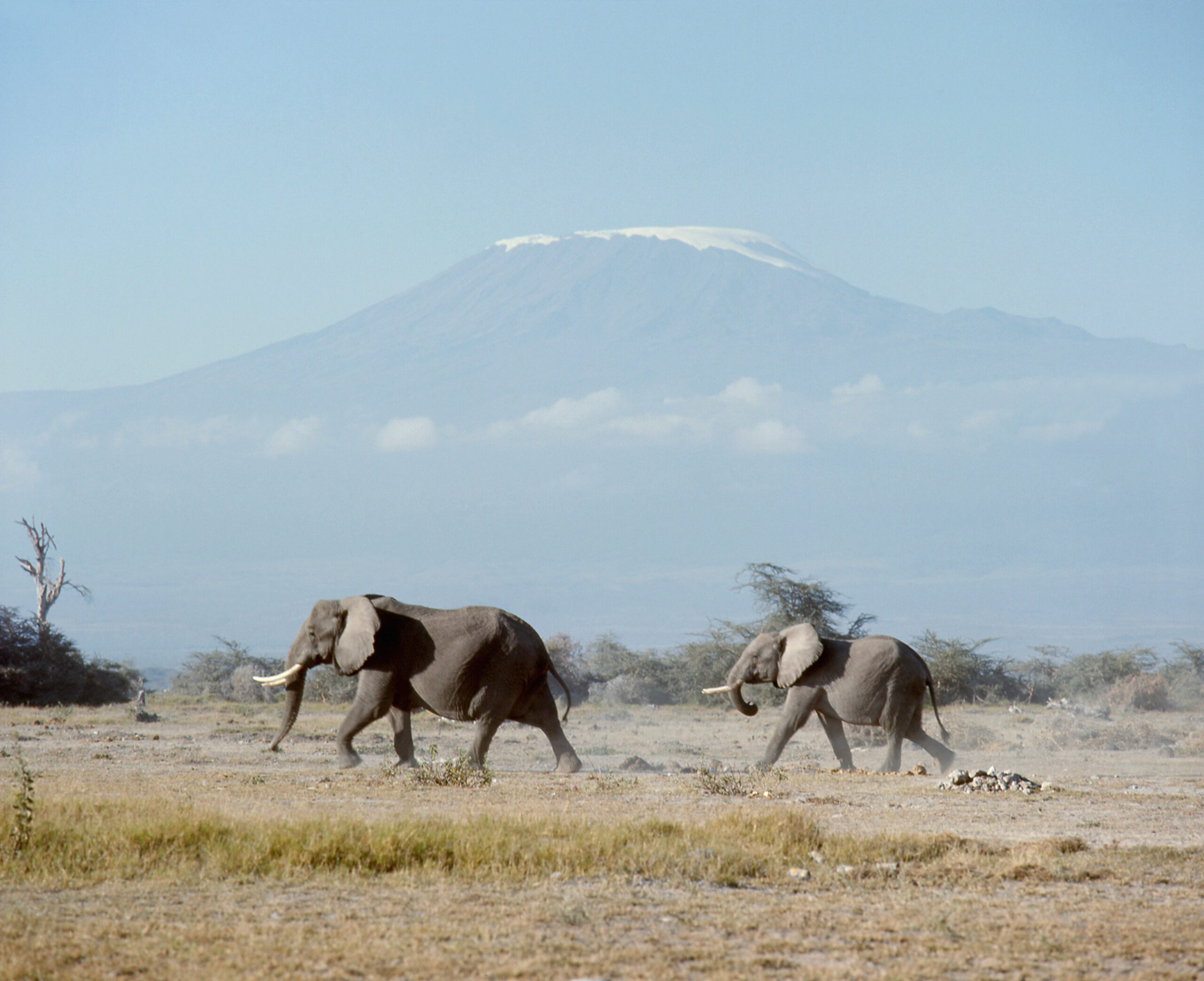 Herd of elephants walking across a dry savannah with a distant blue mountain in the background.