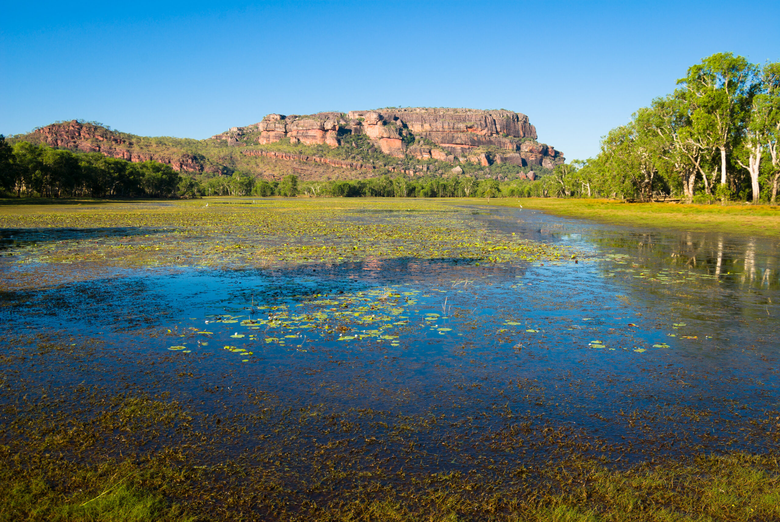 Shallow water with lily pads in a marsh, trees along the shore, and a red rocky plateau under a clear blue sky.