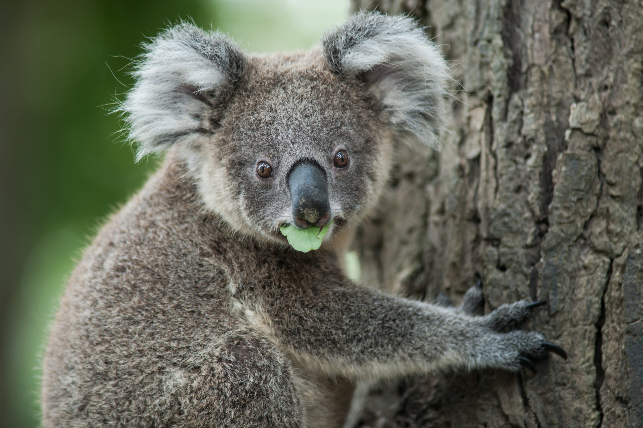 Close-up of a young koala perched on a tree, holding a green leaf in its mouth.