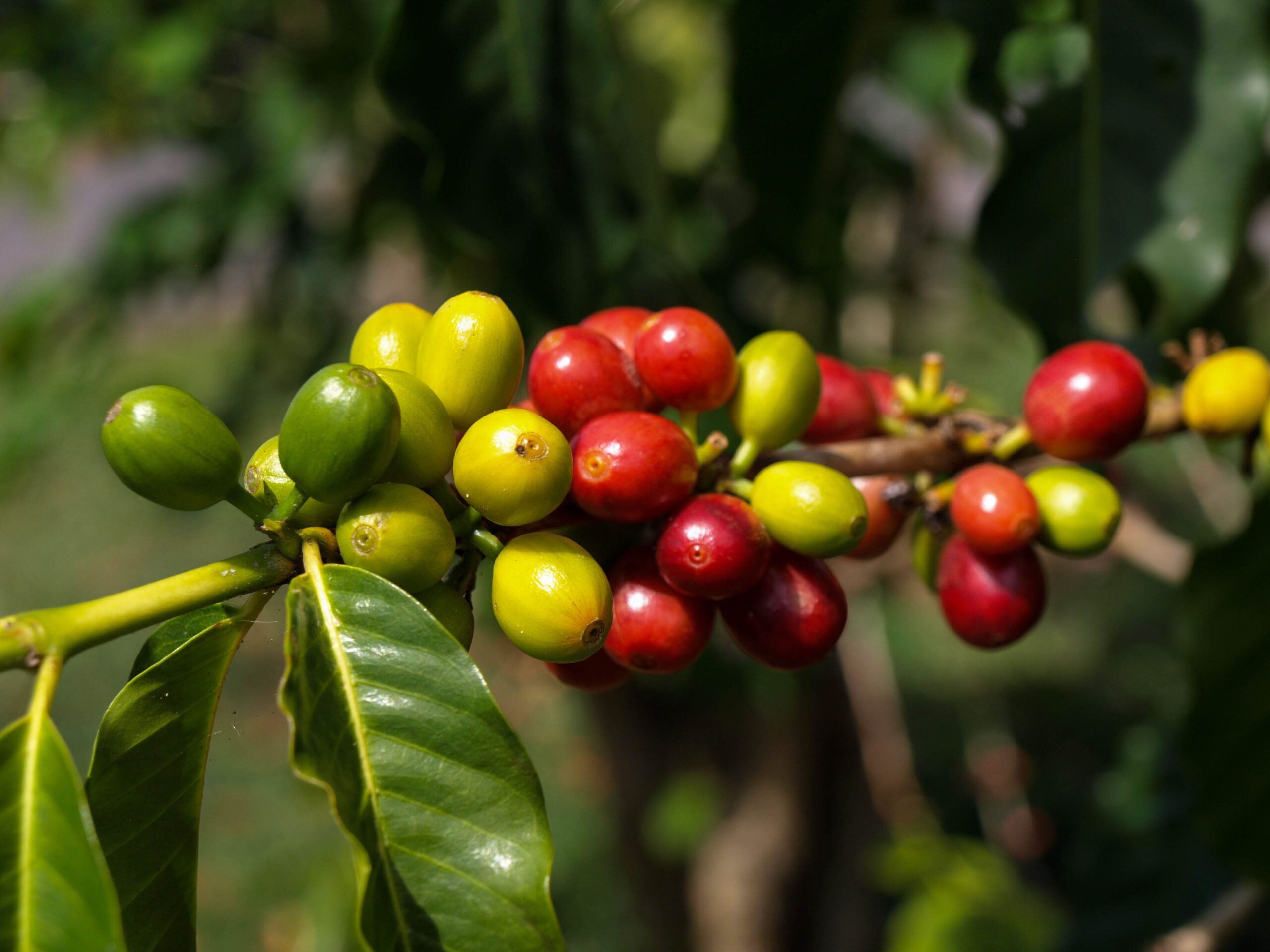 Coffee cherries on a branch: green, yellow, and red berries amid glossy green leaves, showing ripening stage context.