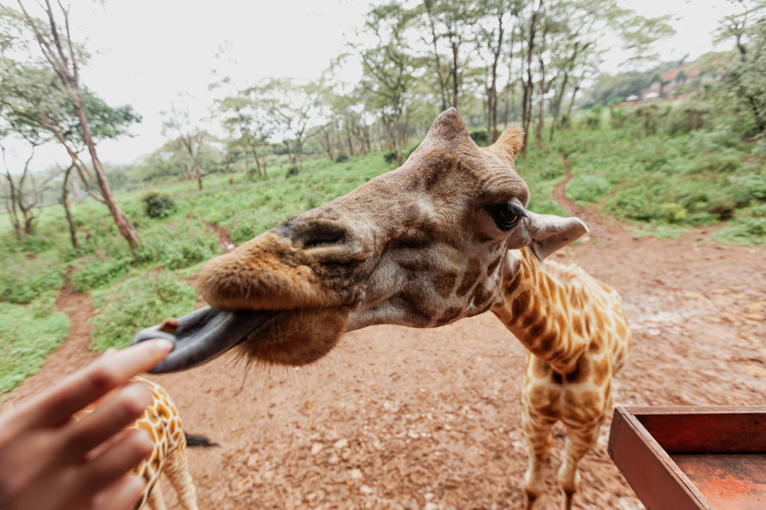 Giraffe licks or nuzzles a person's hand offering food in a natural, green outdoor setting.