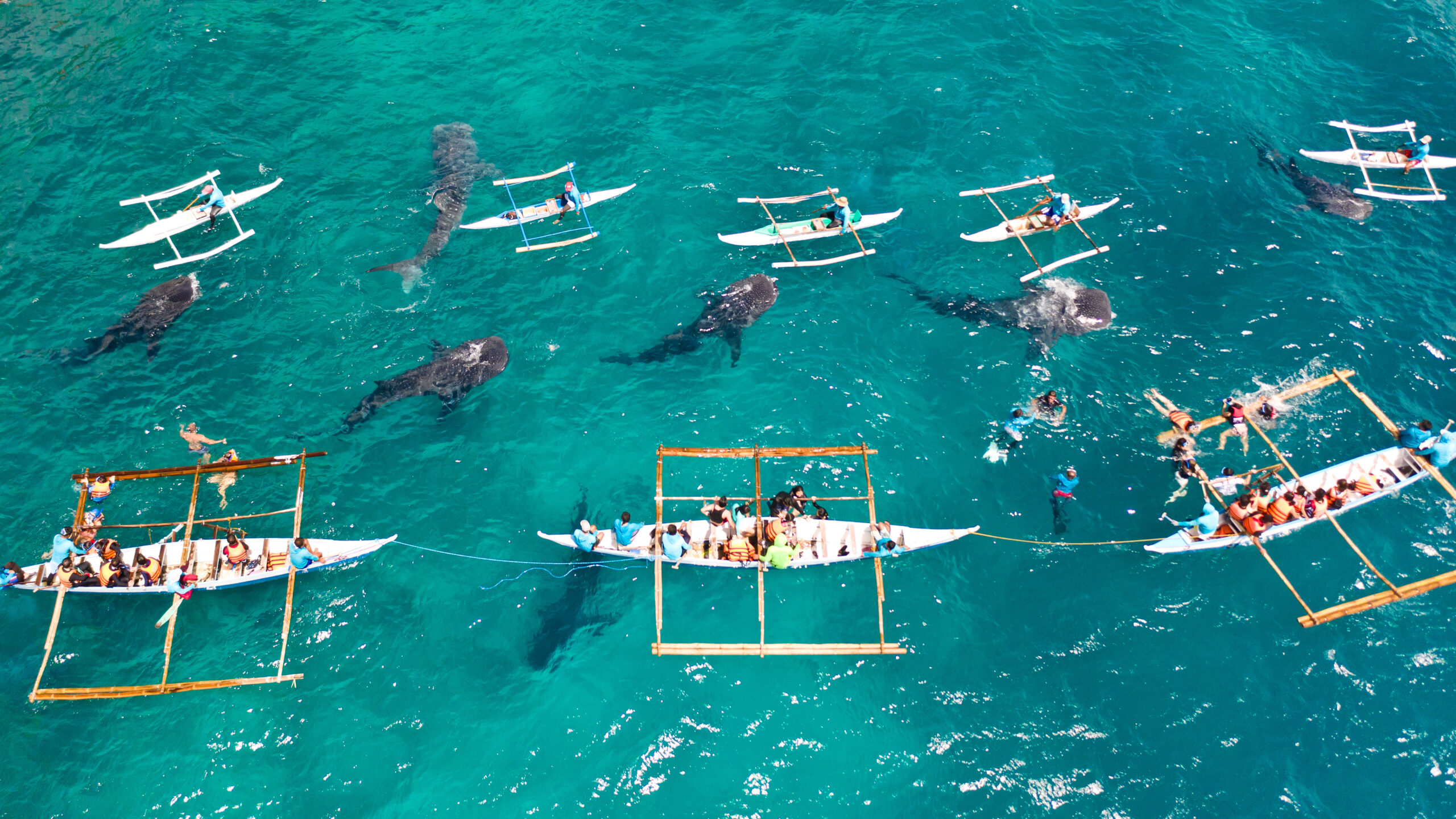 Aerial view of a crowded boat tour on clear turquoise water, with many people wearing life jackets in outrigger canoes; several large dark sea creatures swim beneath the surface nearby.
