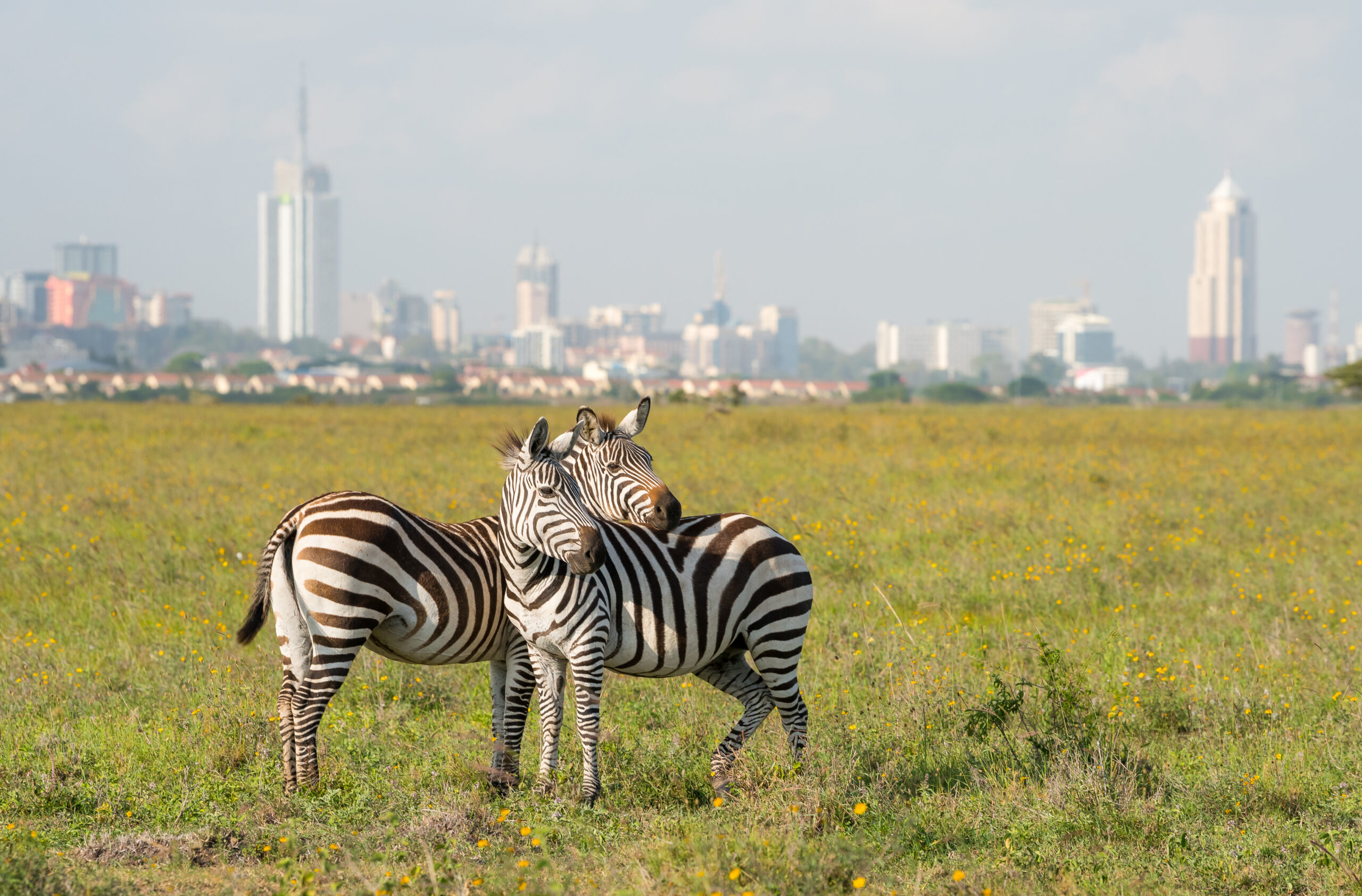 Three zebras standing together in a grassy field with a distant city skyline on the horizon.