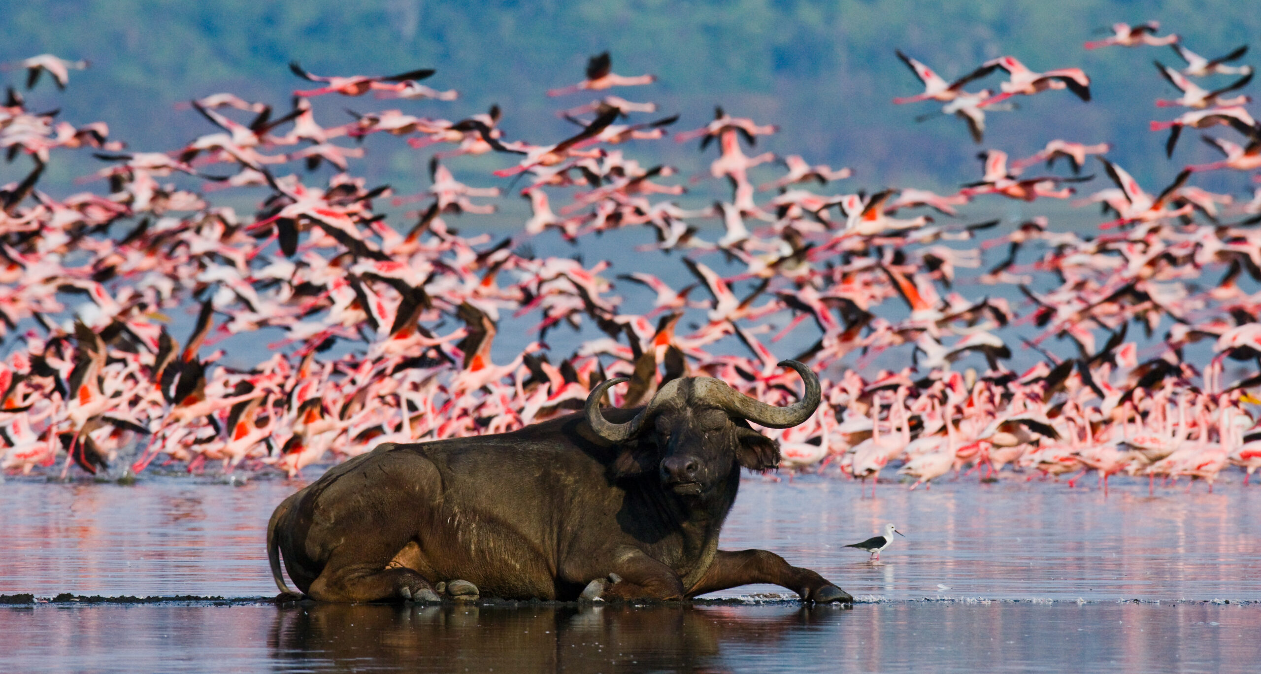 African buffalo resting in a shallow lagoon with a large flock of pink flamingos in the background.