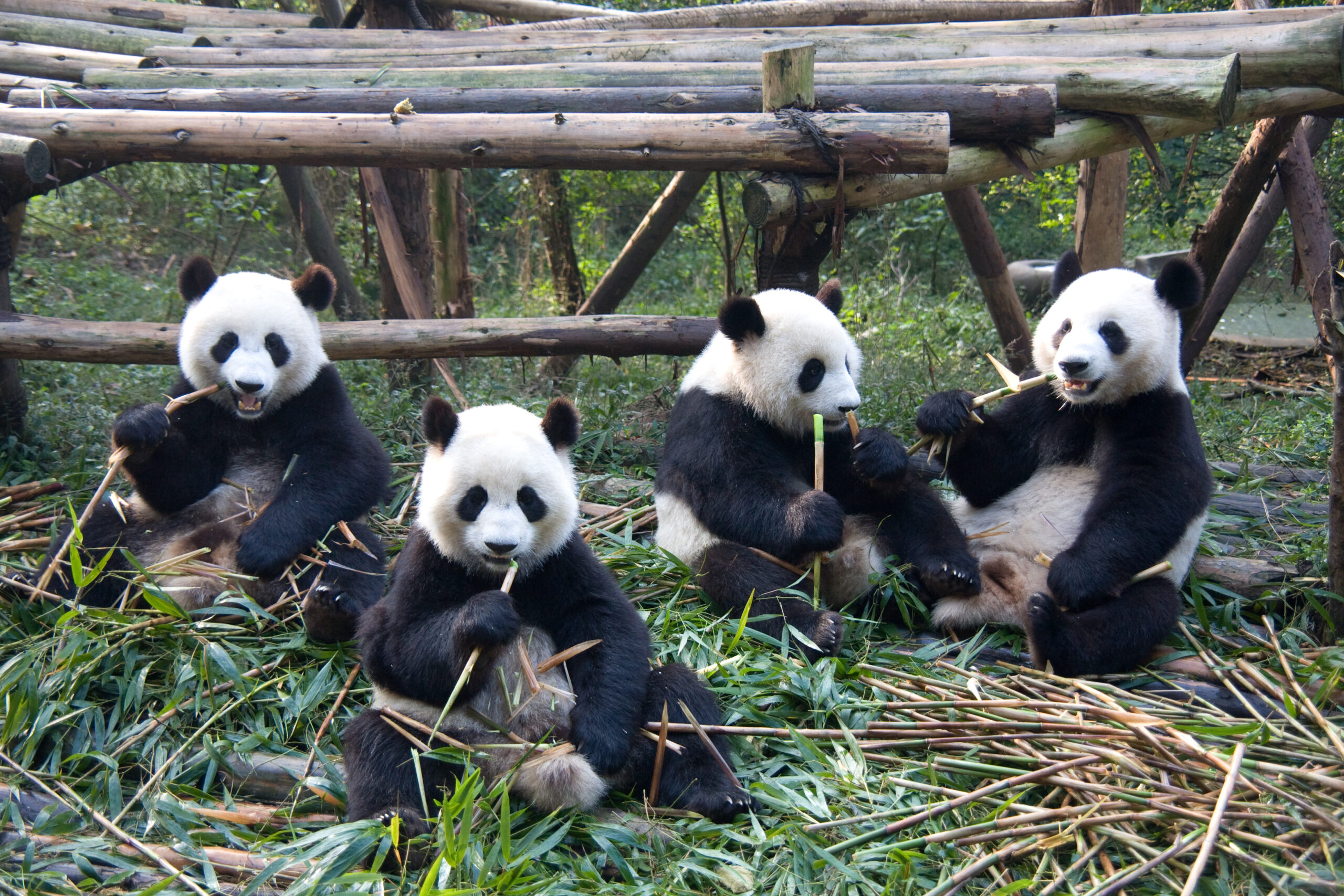 Four pandas sitting and eating bamboo in a wooden enclosure.