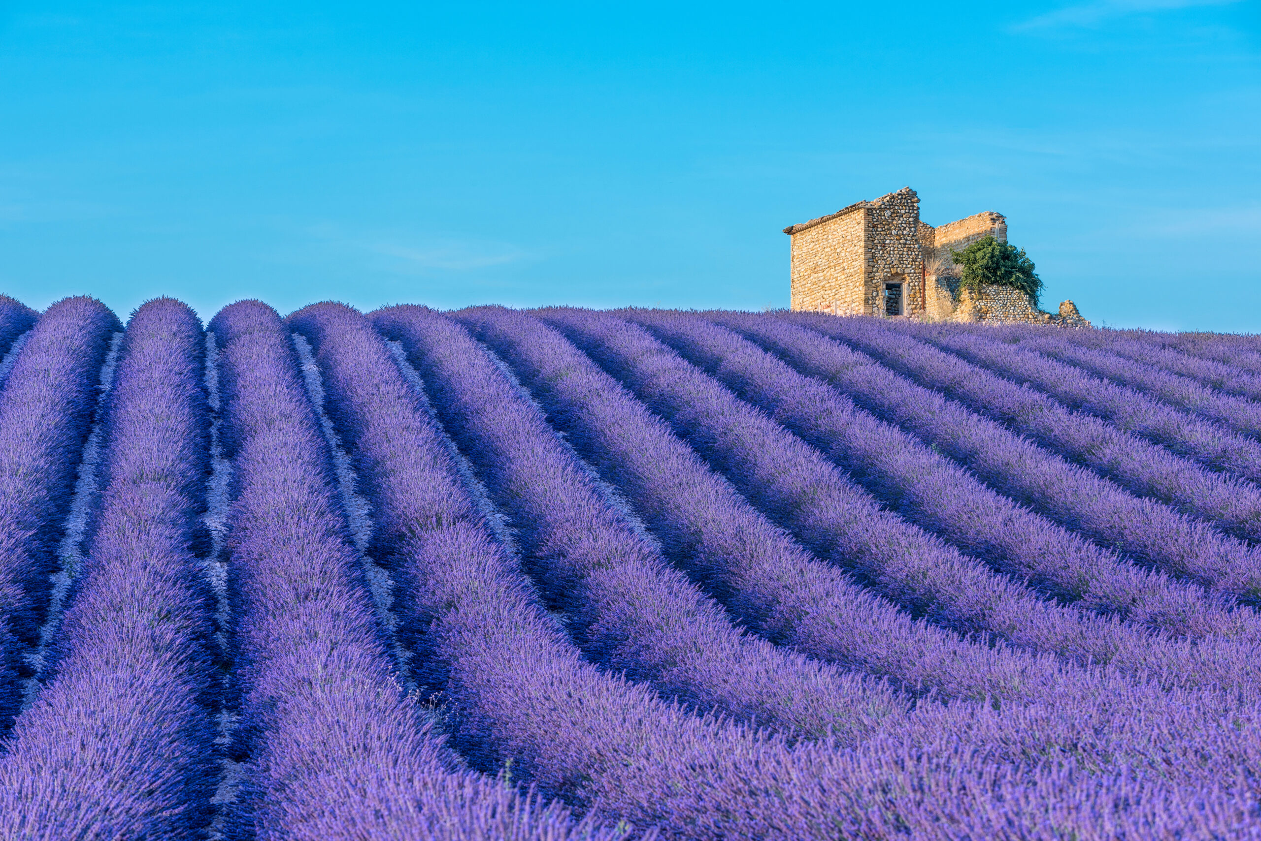 Lavender field rows converge toward a stone ruin on a hill under a bright blue sky.