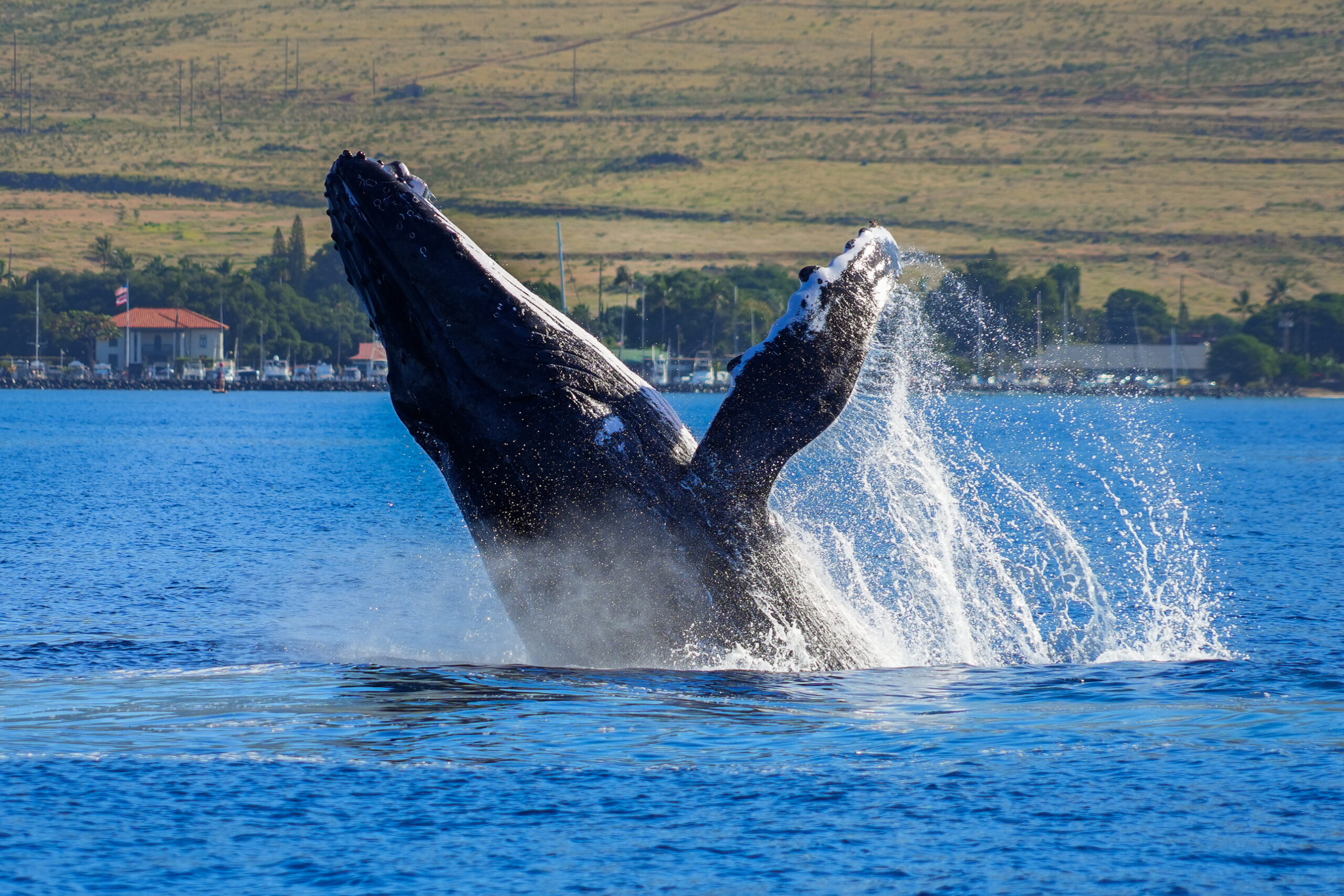 Two whales breach the blue ocean, spraying water as their tails rise against a distant shoreline.