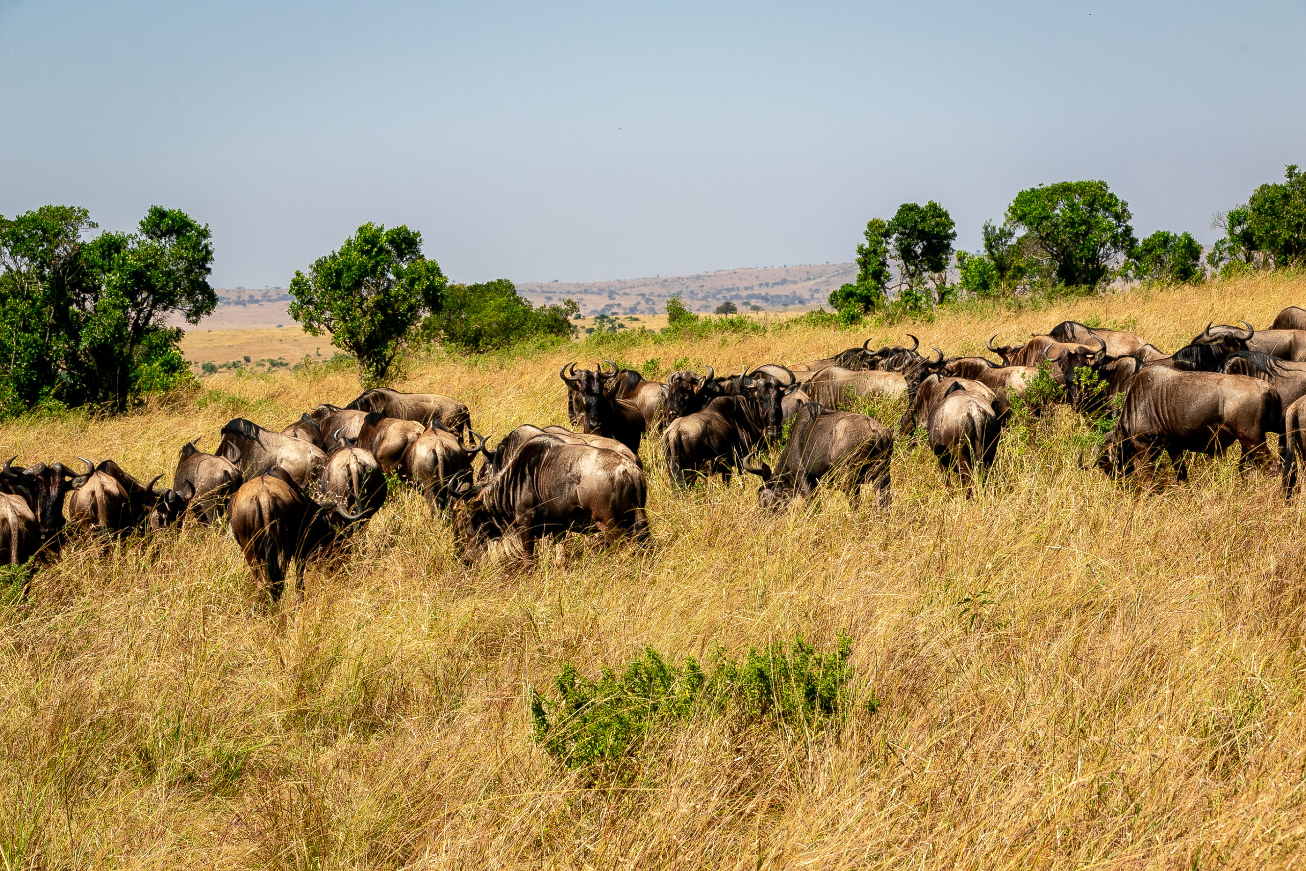 Herd of wildebeest grazing in tall golden grass with scattered green trees in the background on a savanna.