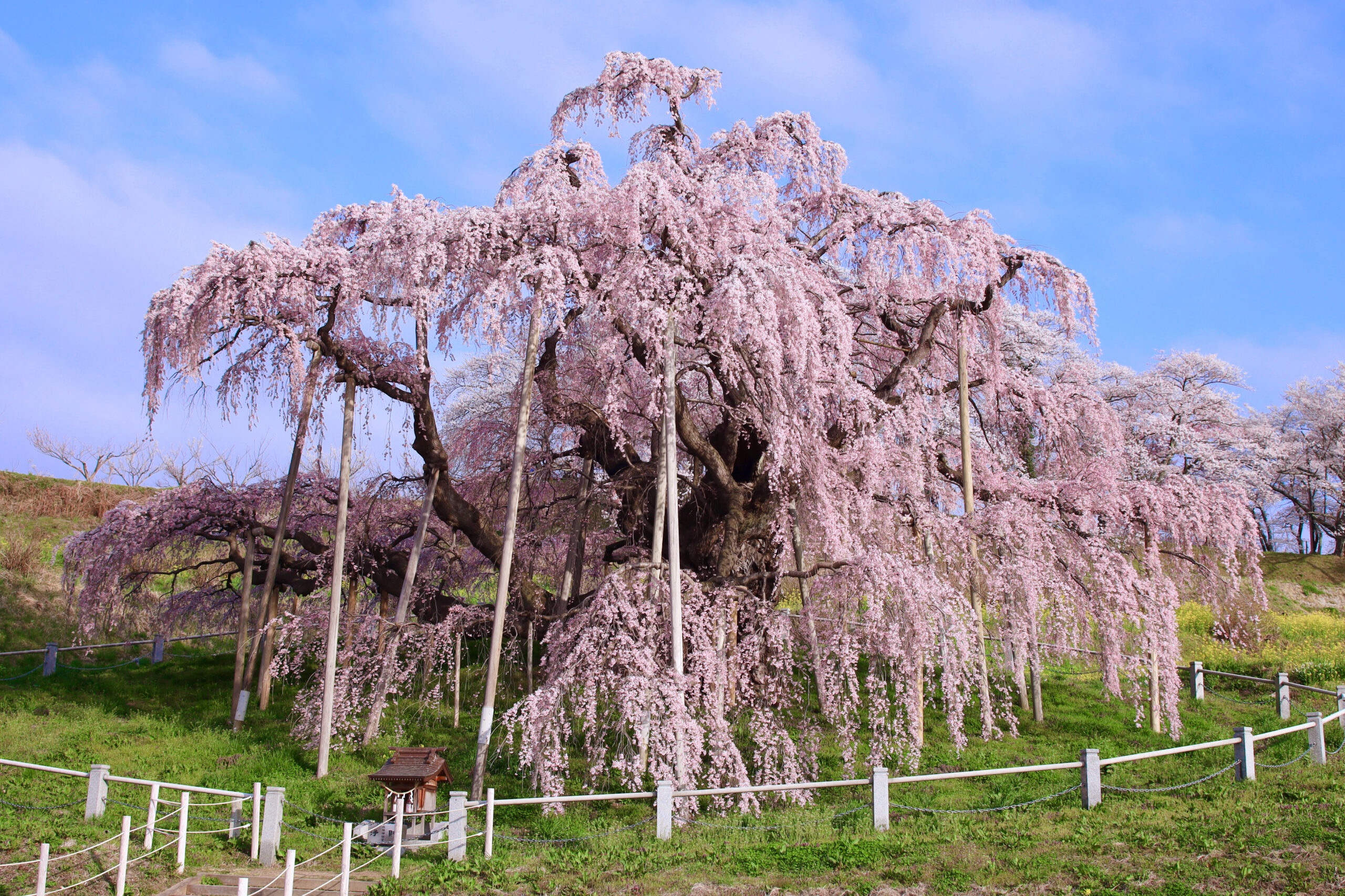 Weeping cherry tree in full pink bloom planted in a fenced park, against a bright blue sky.