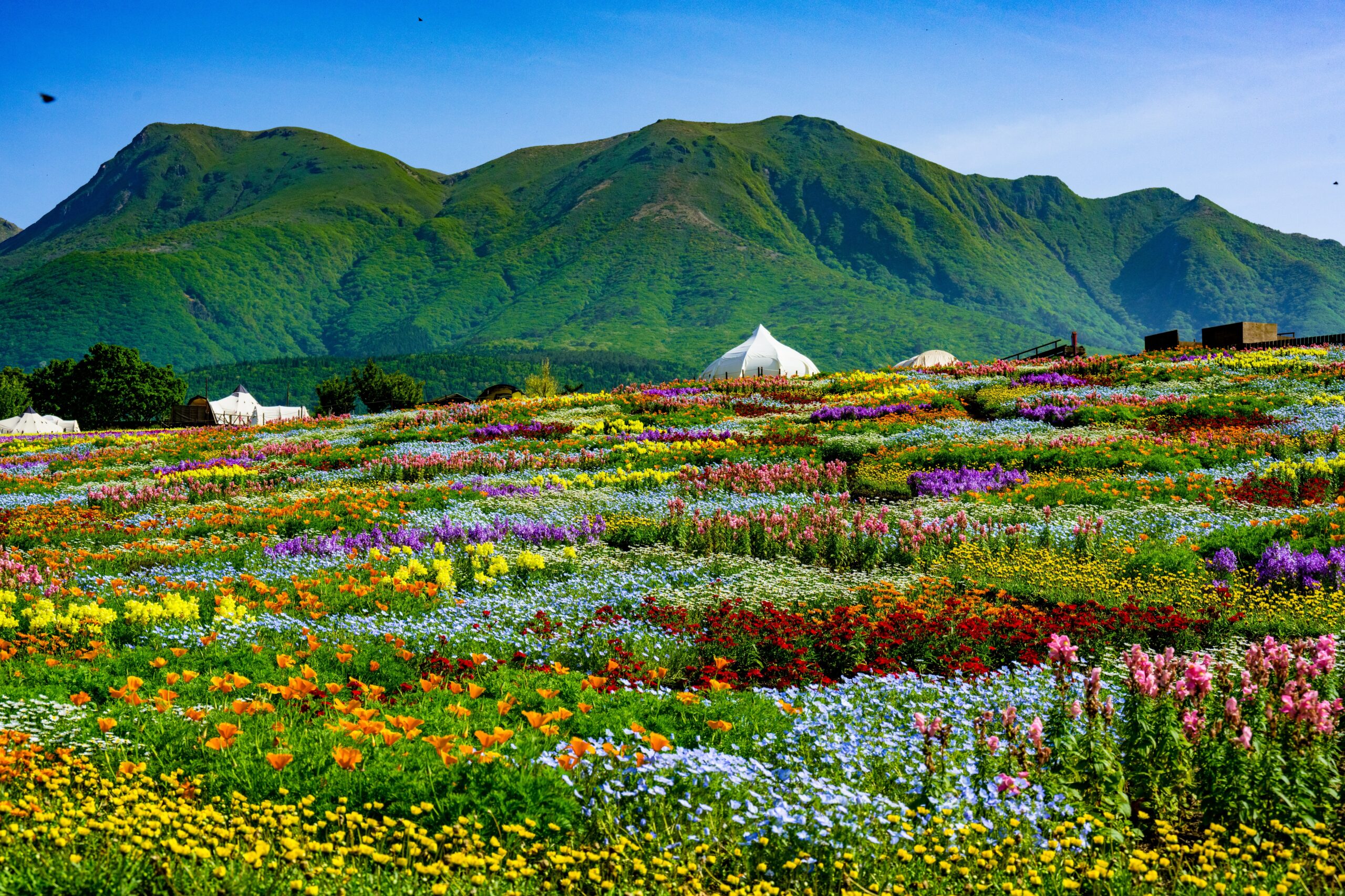 Wide field of multicolored flowers with white tents at the edge and green mountains in the background under a bright blue sky