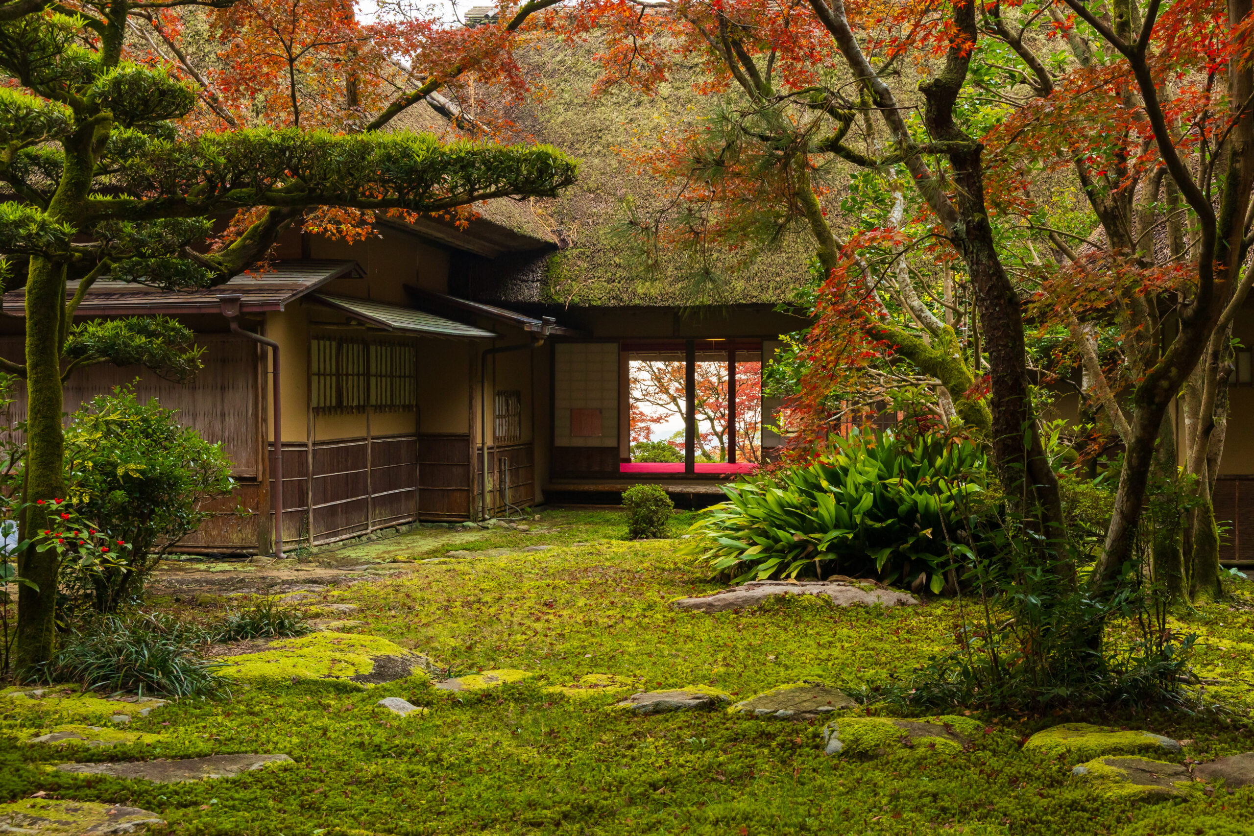 Traditional Japanese house framed by a mossy garden and red autumn maple leaves among trees.
