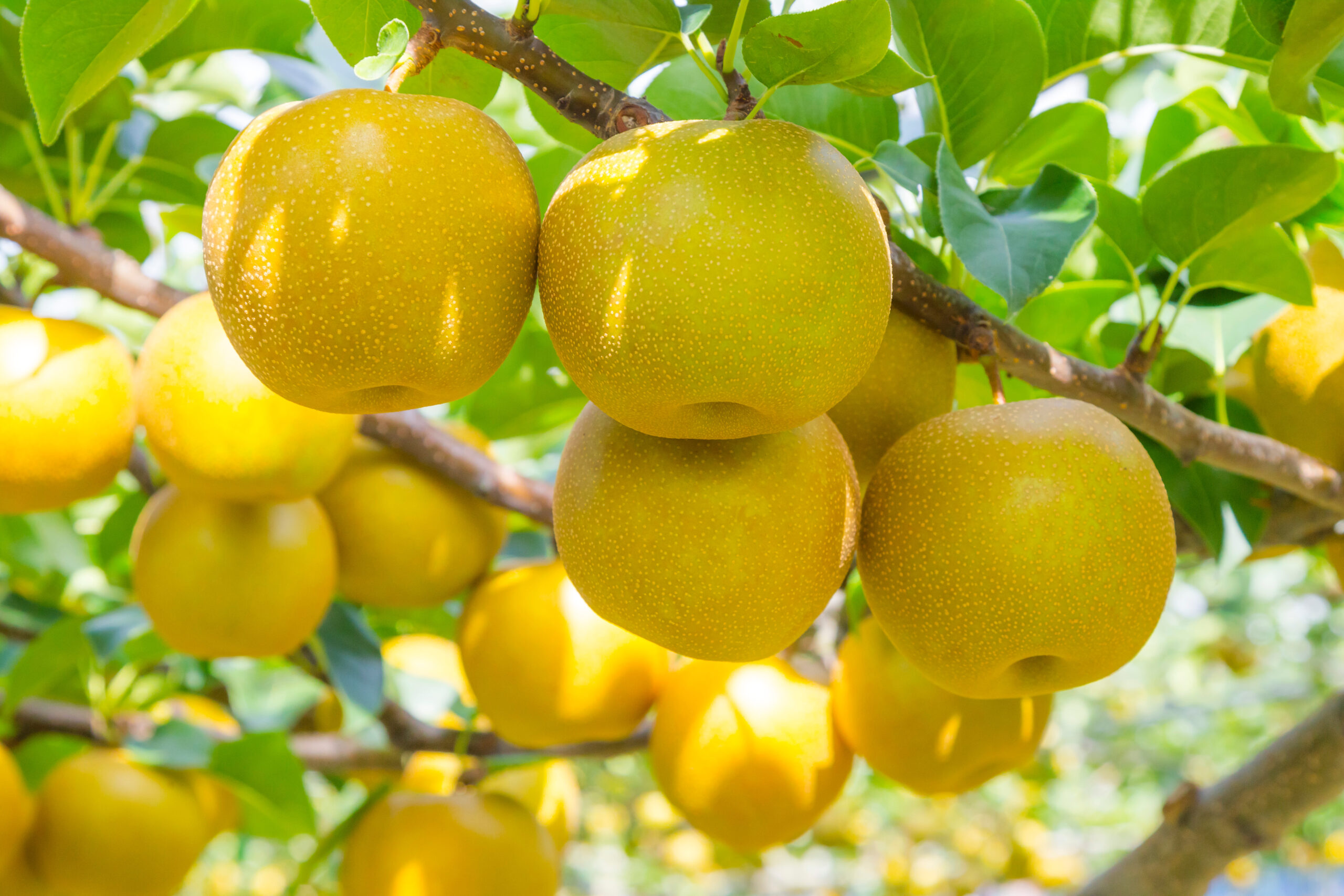 Ripe yellow fruits hanging from a tree branch with green leaves, sunlit orchard setting.