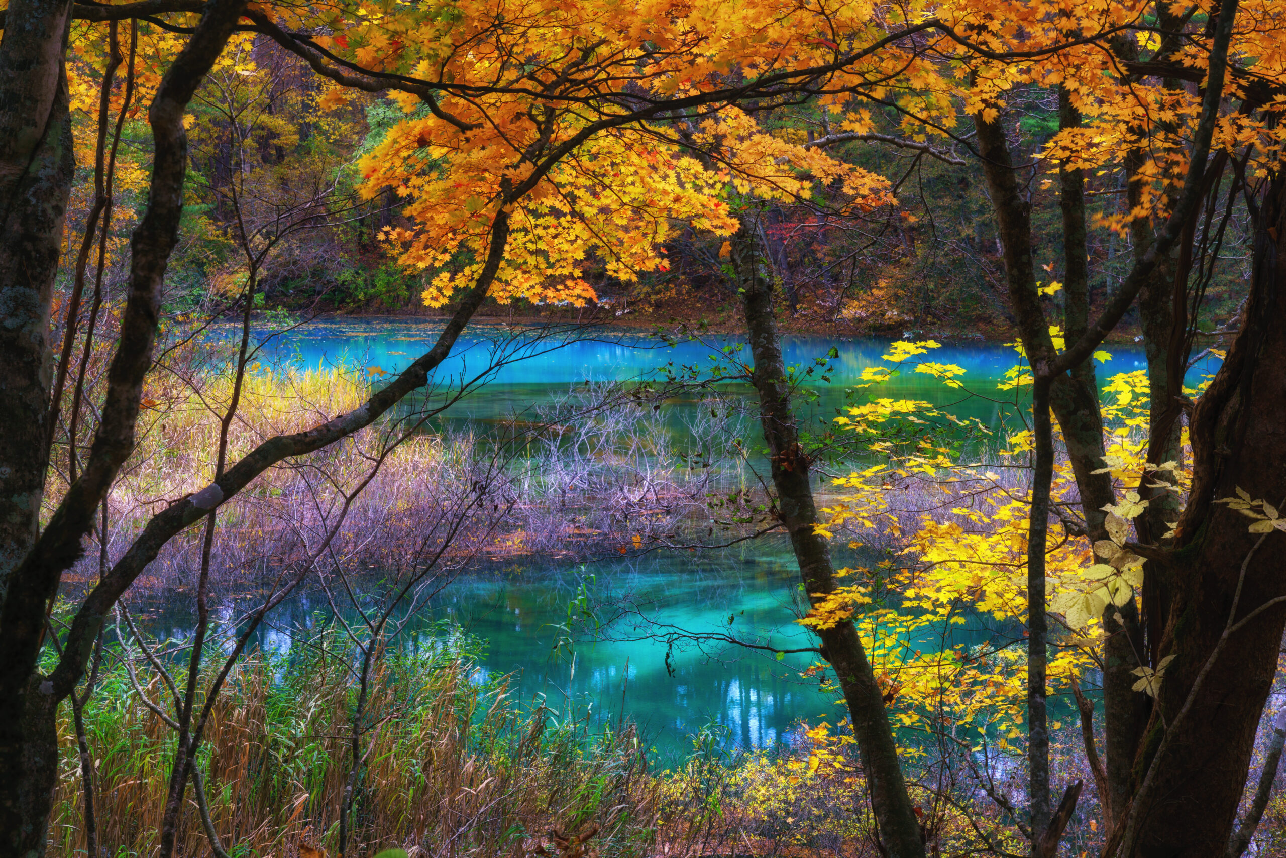 Autumn forest scene with bright orange leaves and a turquoise lake framed by trees and grasses. "Autumn colors reflecting off a calm blue-green lake through a woodland.