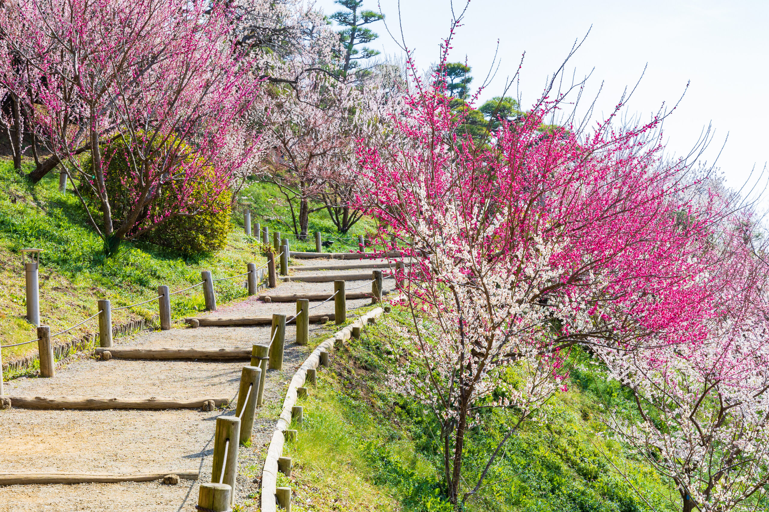 Gravel path with wooden posts winding through a hillside lined by pink and white blossoming trees.