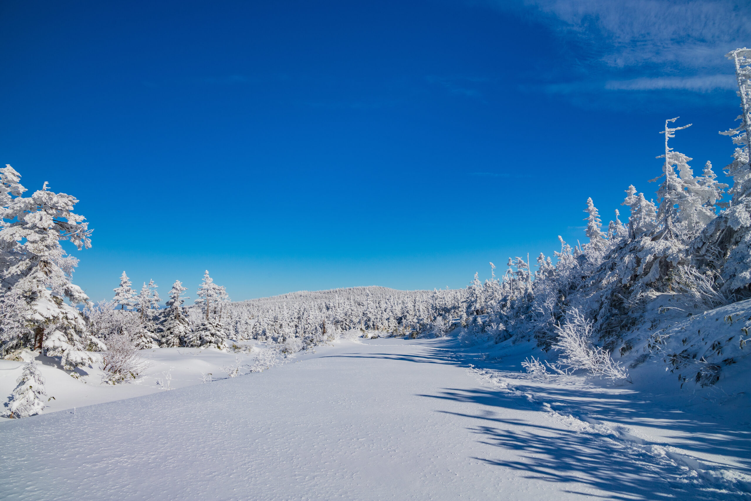 Snow-covered forest under a bright blue winter sky