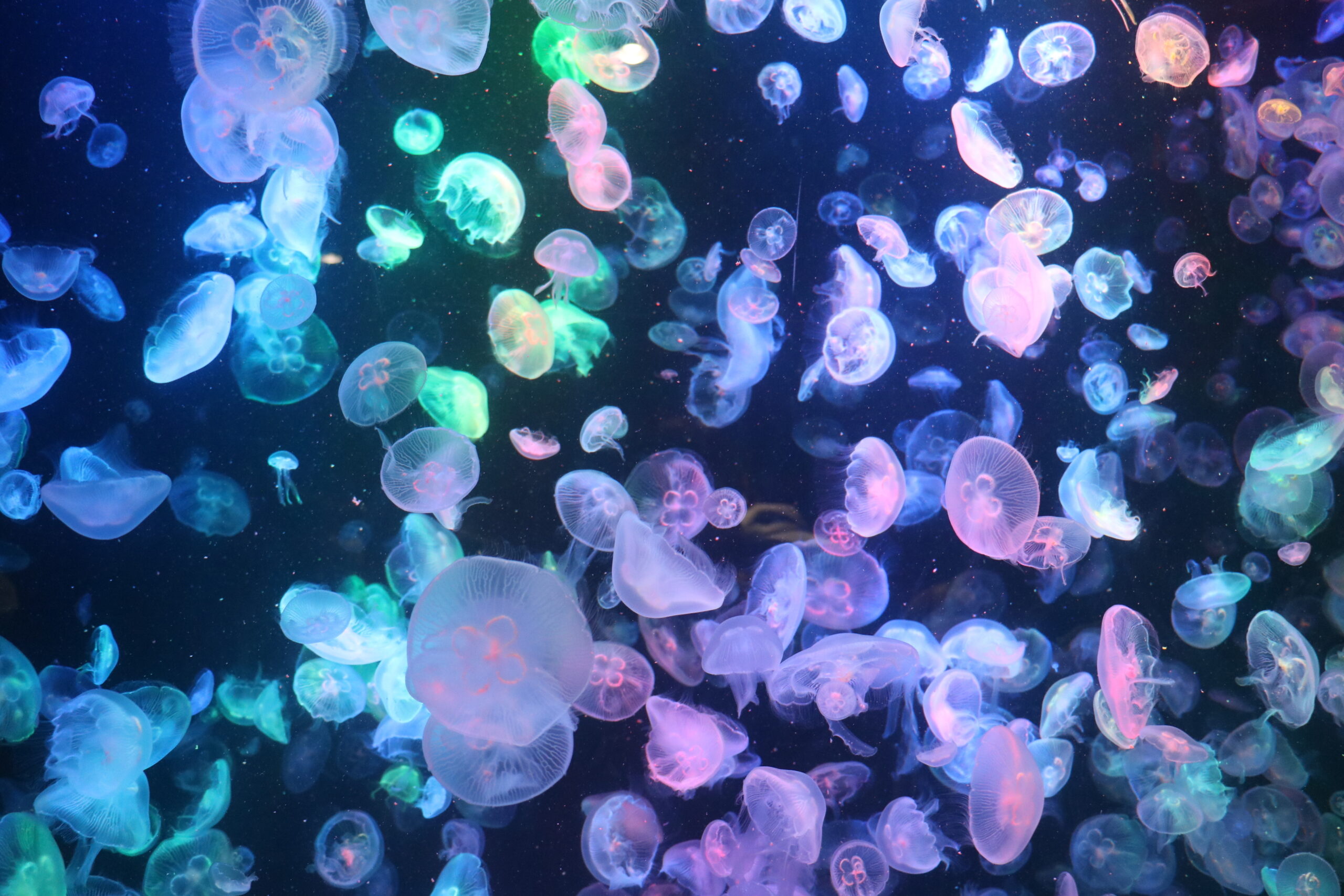 Colorful jellyfish glowing in neon blues, pinks, and greens drift through dark water.
