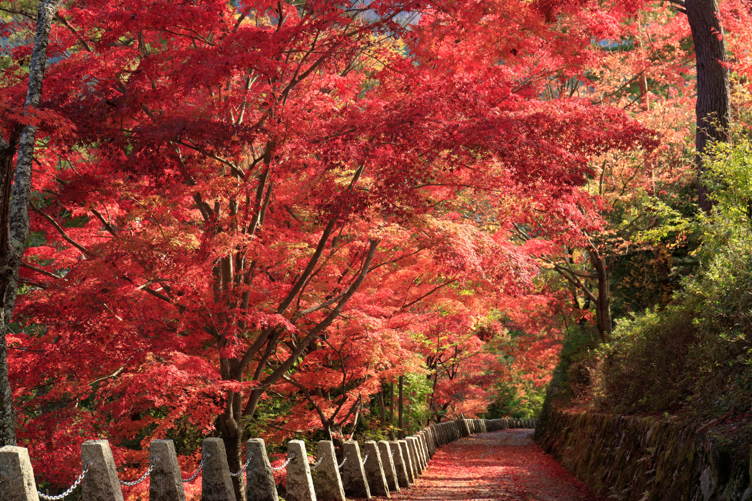 Autumn scene with vibrant red maple trees lining a stone path and fallen leaves on the ground, creating a vivid tunnel of color.