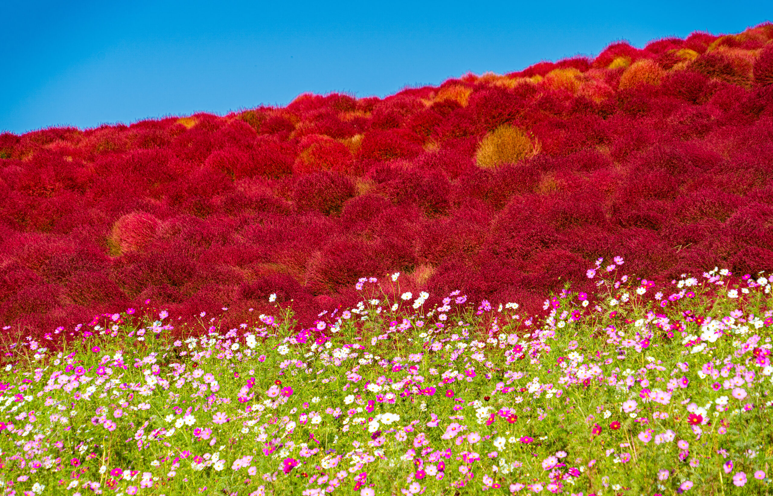 Vibrant red shrub hillside under a clear blue sky with pink and white flowers in the foreground at the base of the slope.