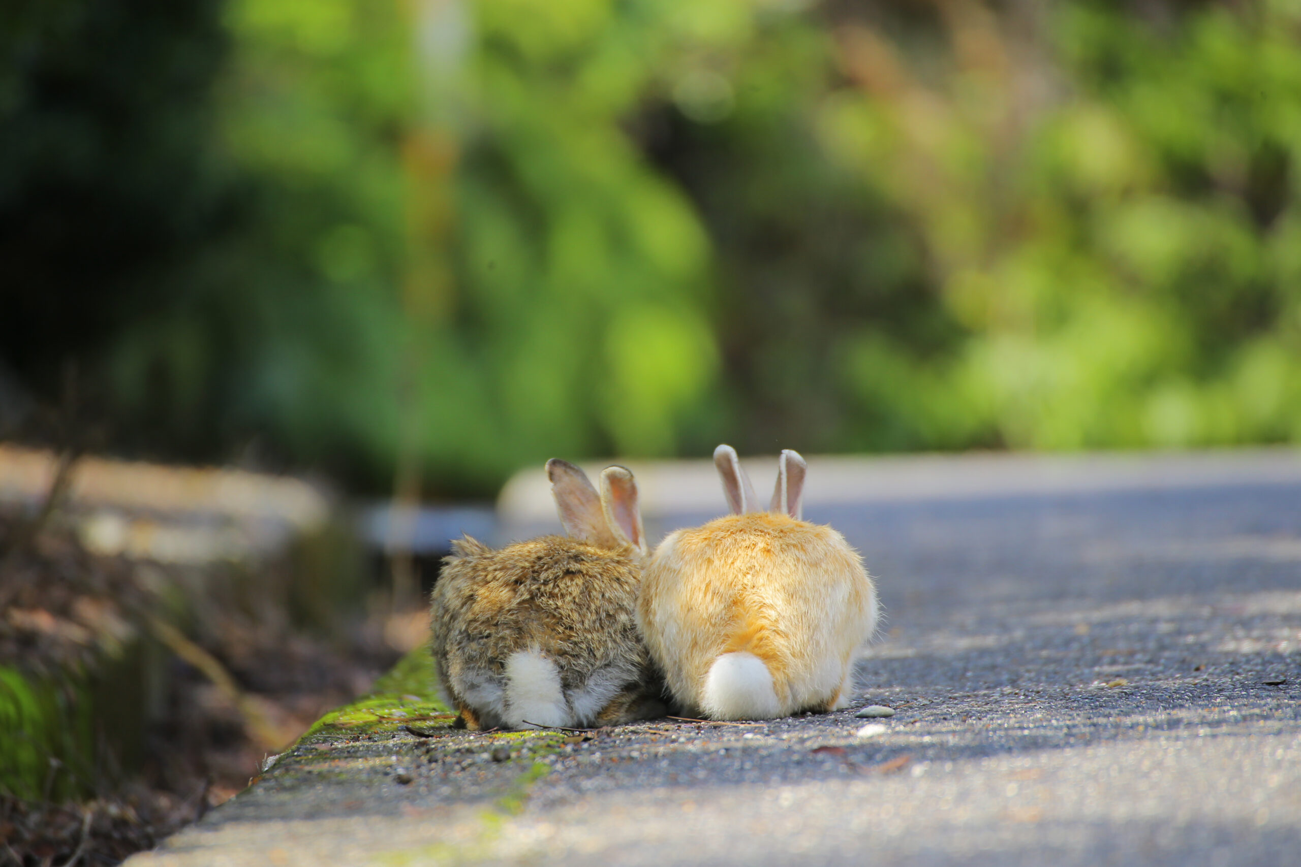 Two small rabbits sitting on a sunlit path, facing away toward a blurred green background.
