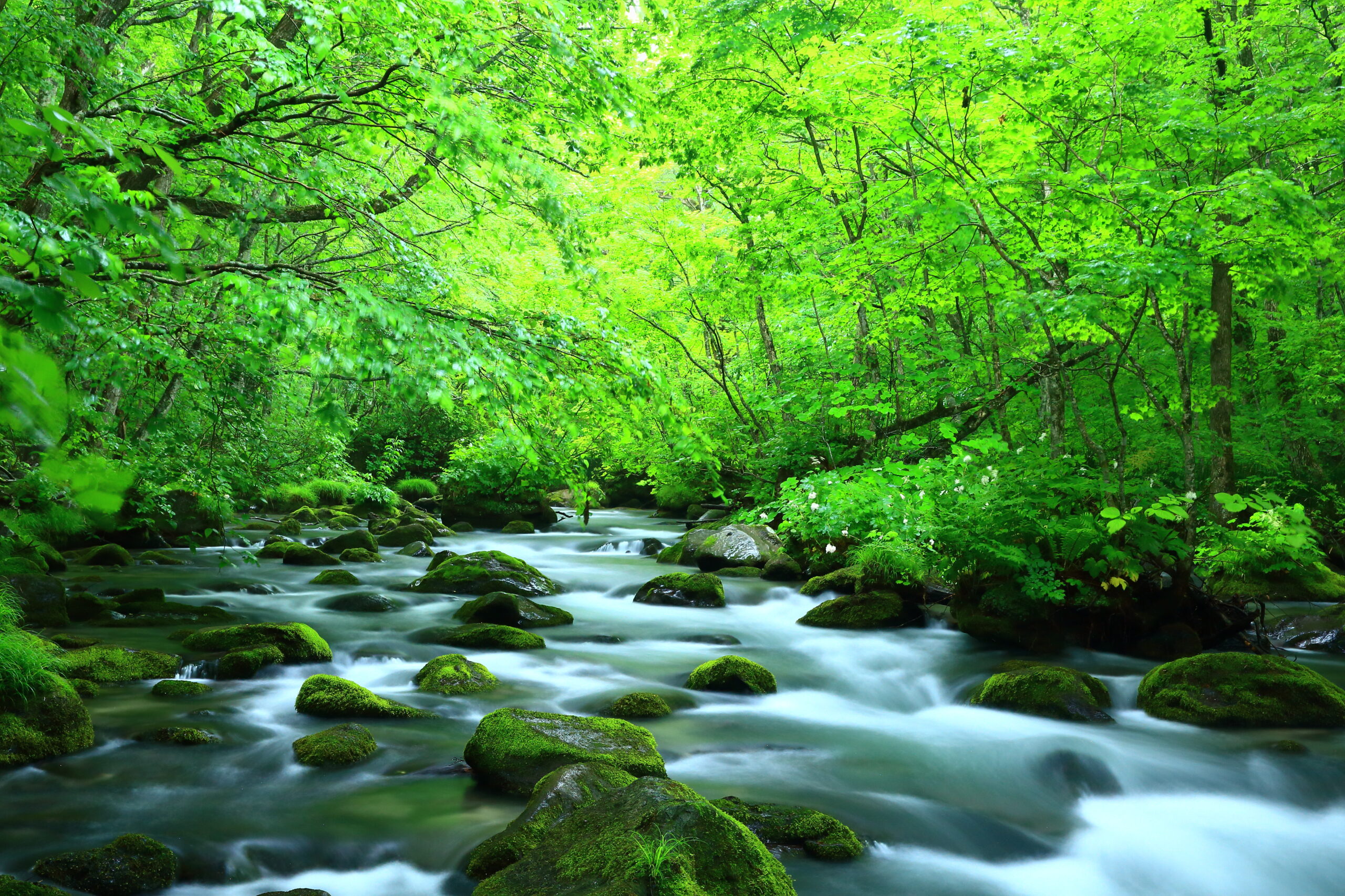 Dense green forest with a mossy rocky stream winding through it