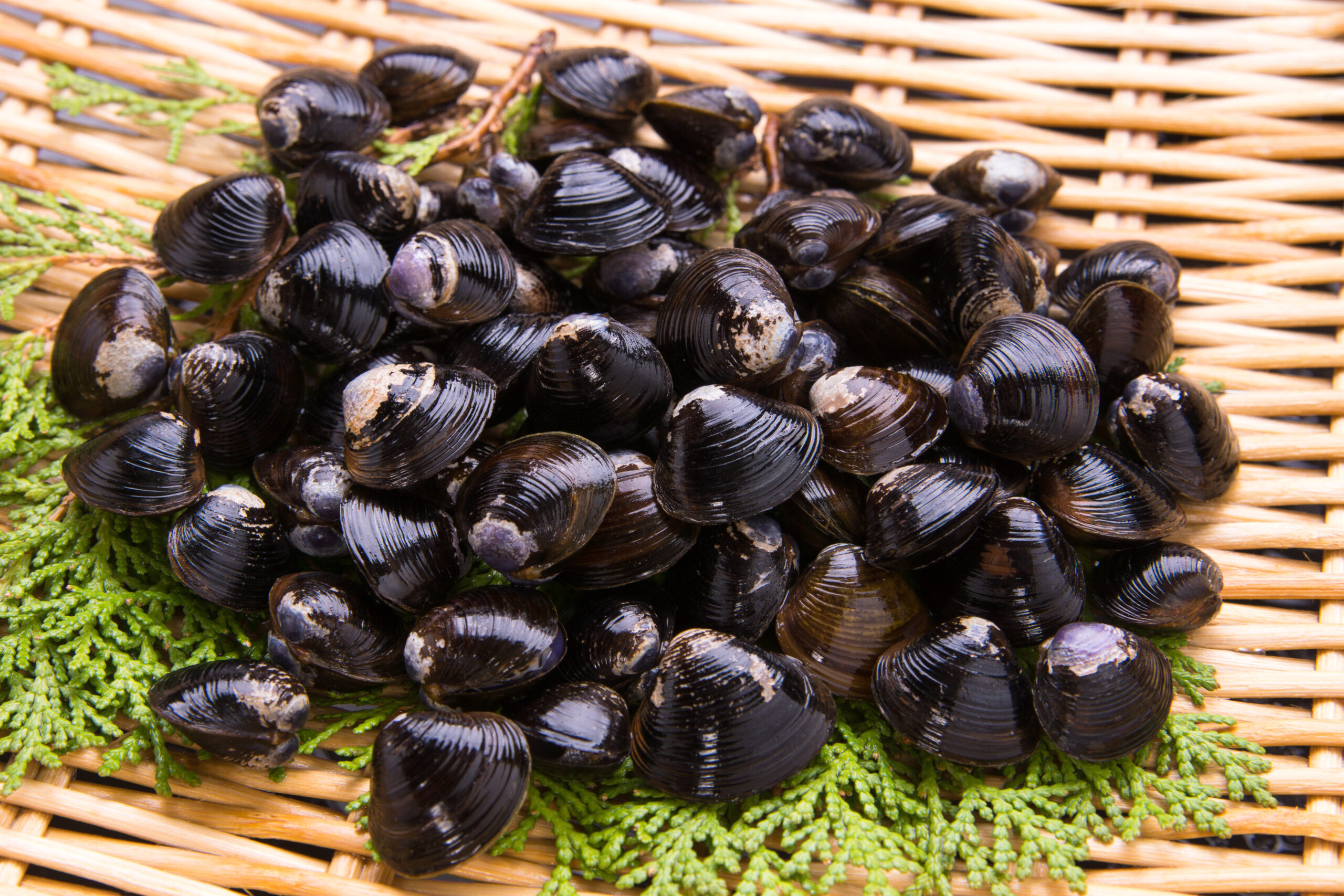 Pile of shiny black mussels on a woven wicker surface with green foliage underneath, fresh shellfish ready to cook