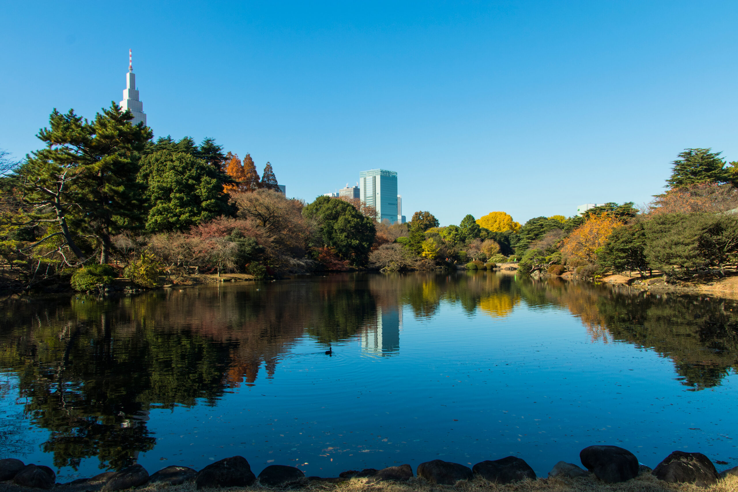 Calm lake reflecting trees and a distant city skyline under a clear blue sky in autumn colors.