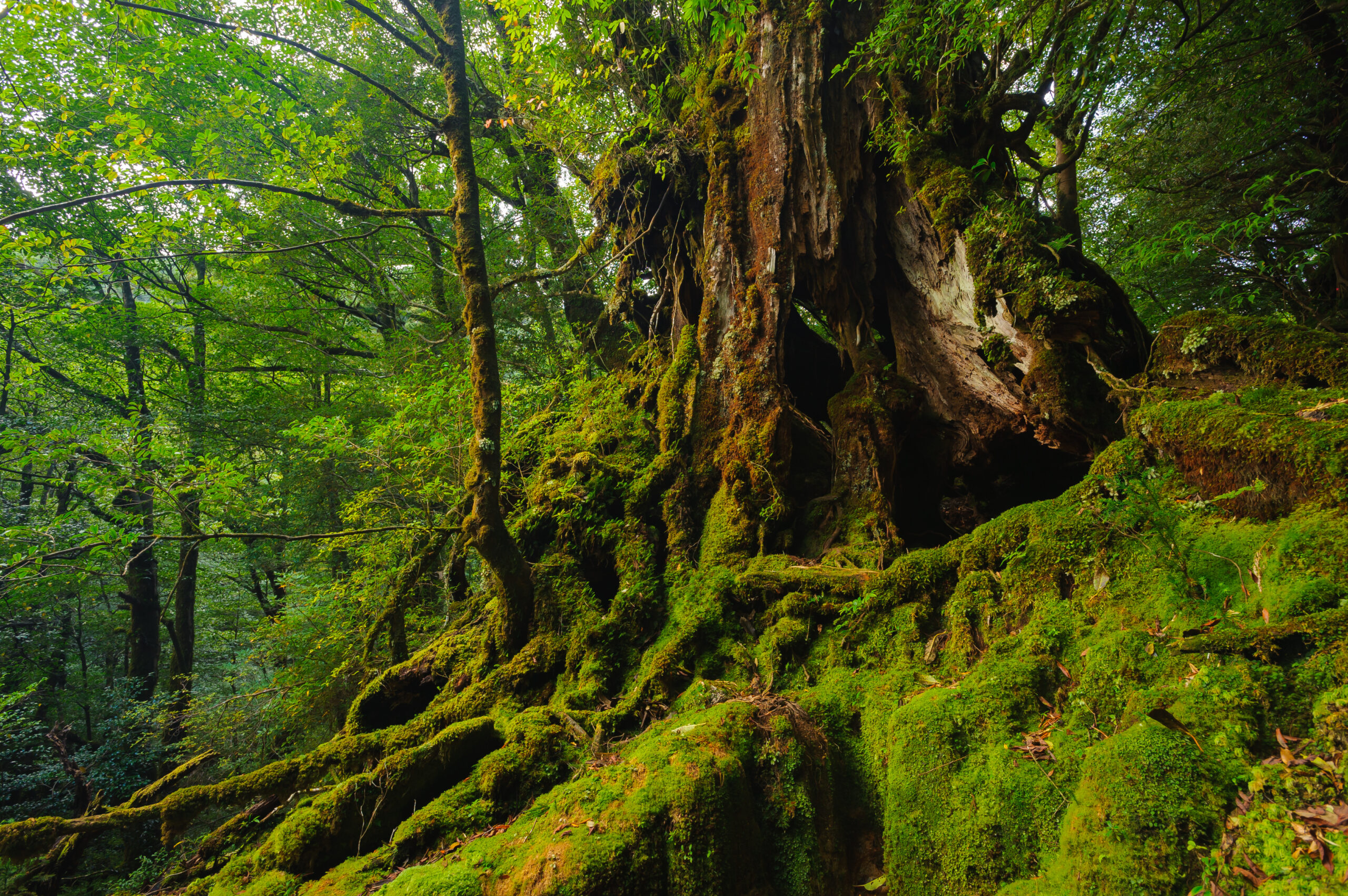 Ancient tree with moss-covered roots in a dense green forest