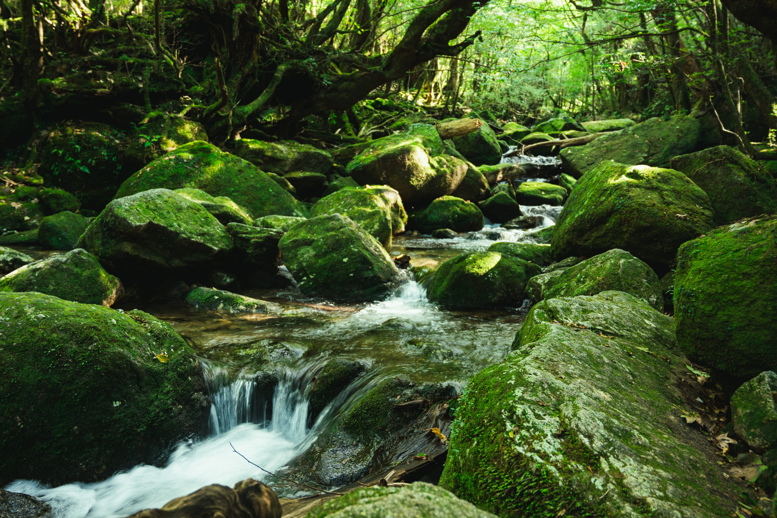Moss-covered boulders line a narrow forest stream with cascading water and sunlit green canopy above.